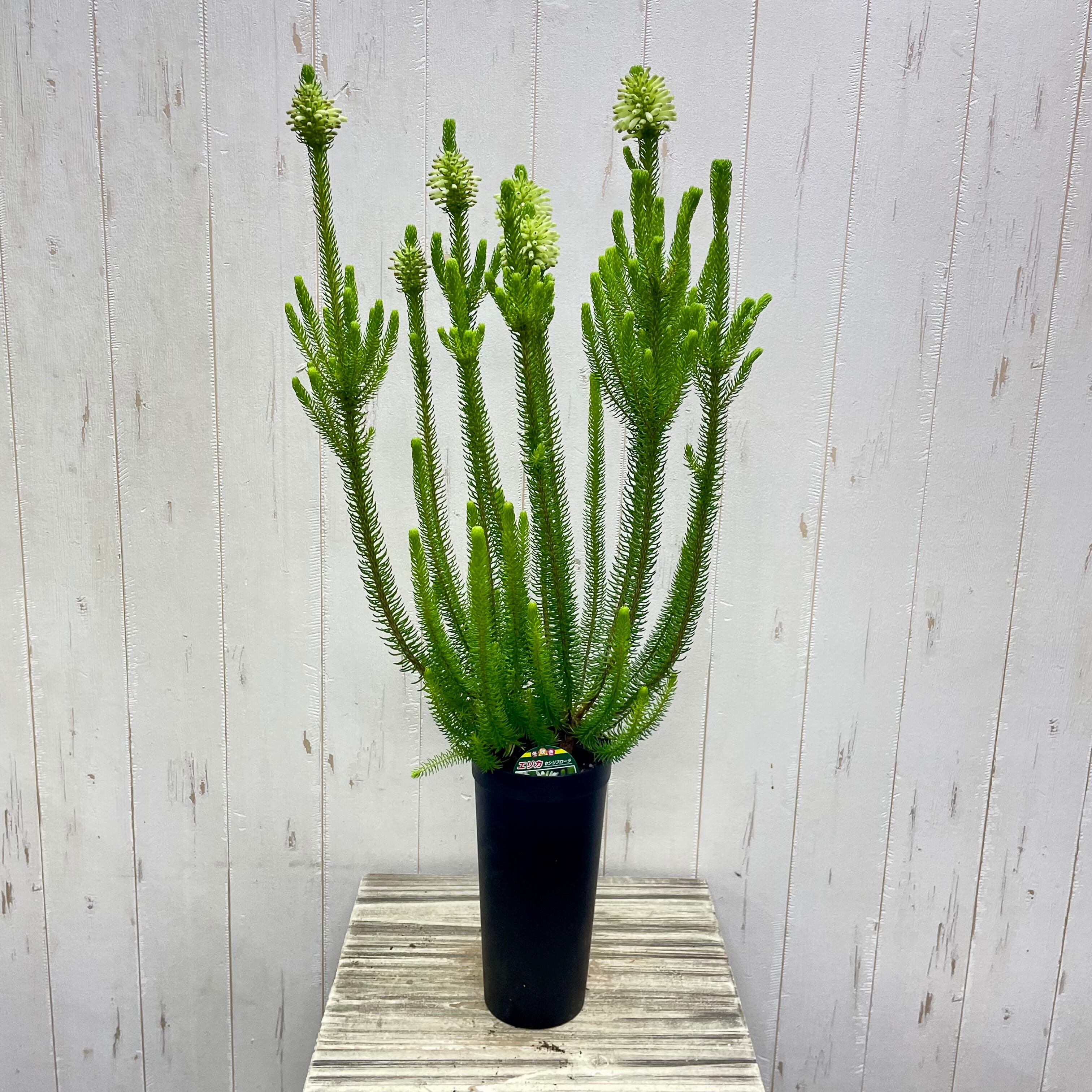 エリカ・セシリフローラ｜白〜ライムグリーンの花咲く希少品種｜大株