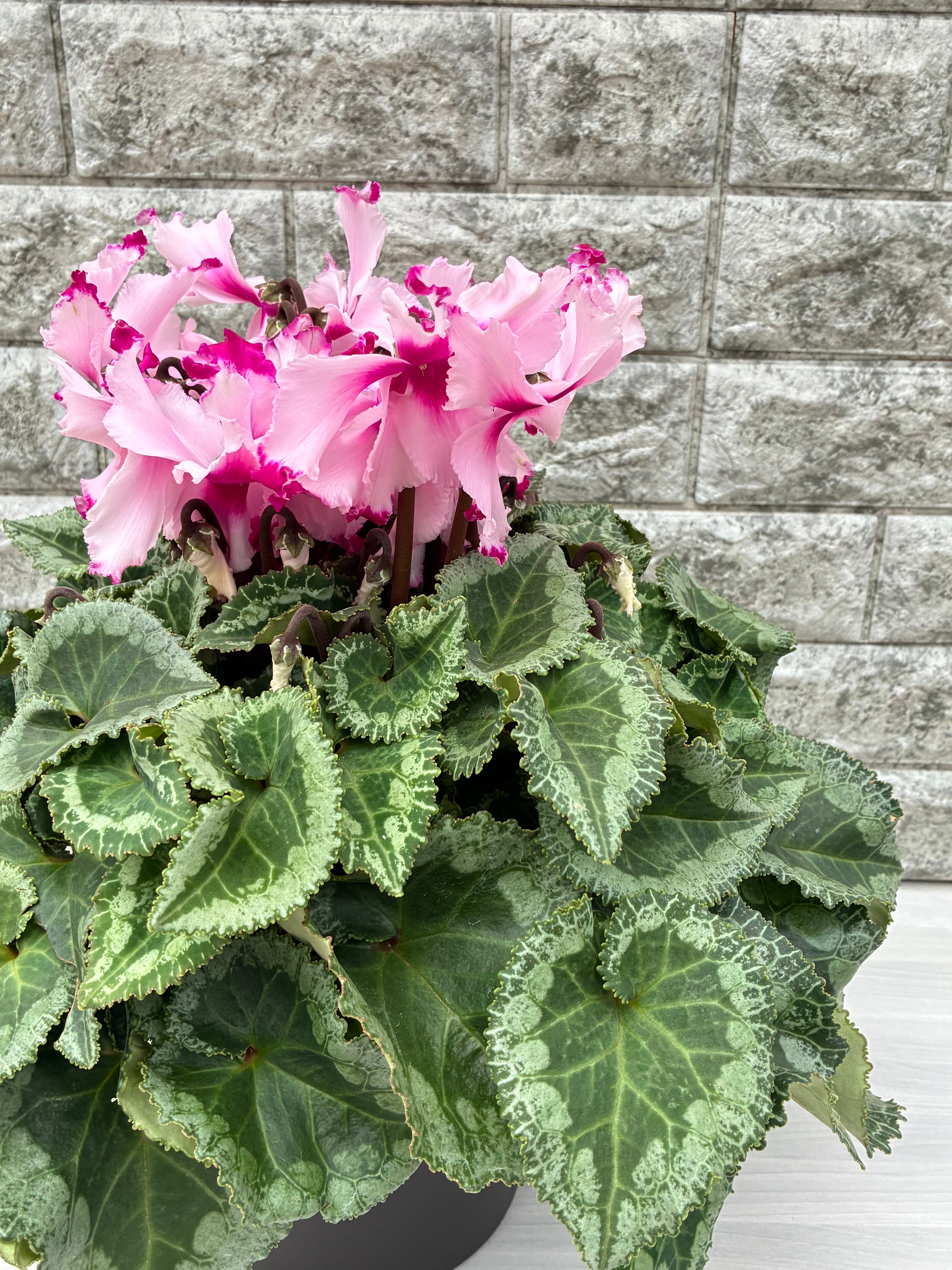 シクラメン6号鉢/ラジュニール | 三浦園芸