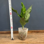 アグラオネマ ピクタム トリカラー ワイド【914】