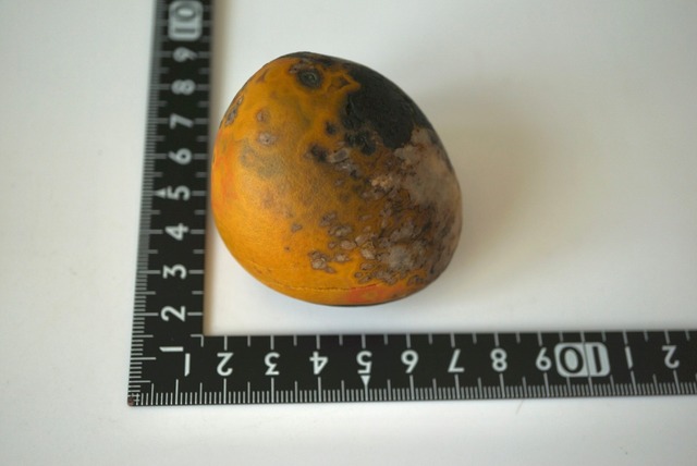 ゴビアゲート Gobi Agate 1448