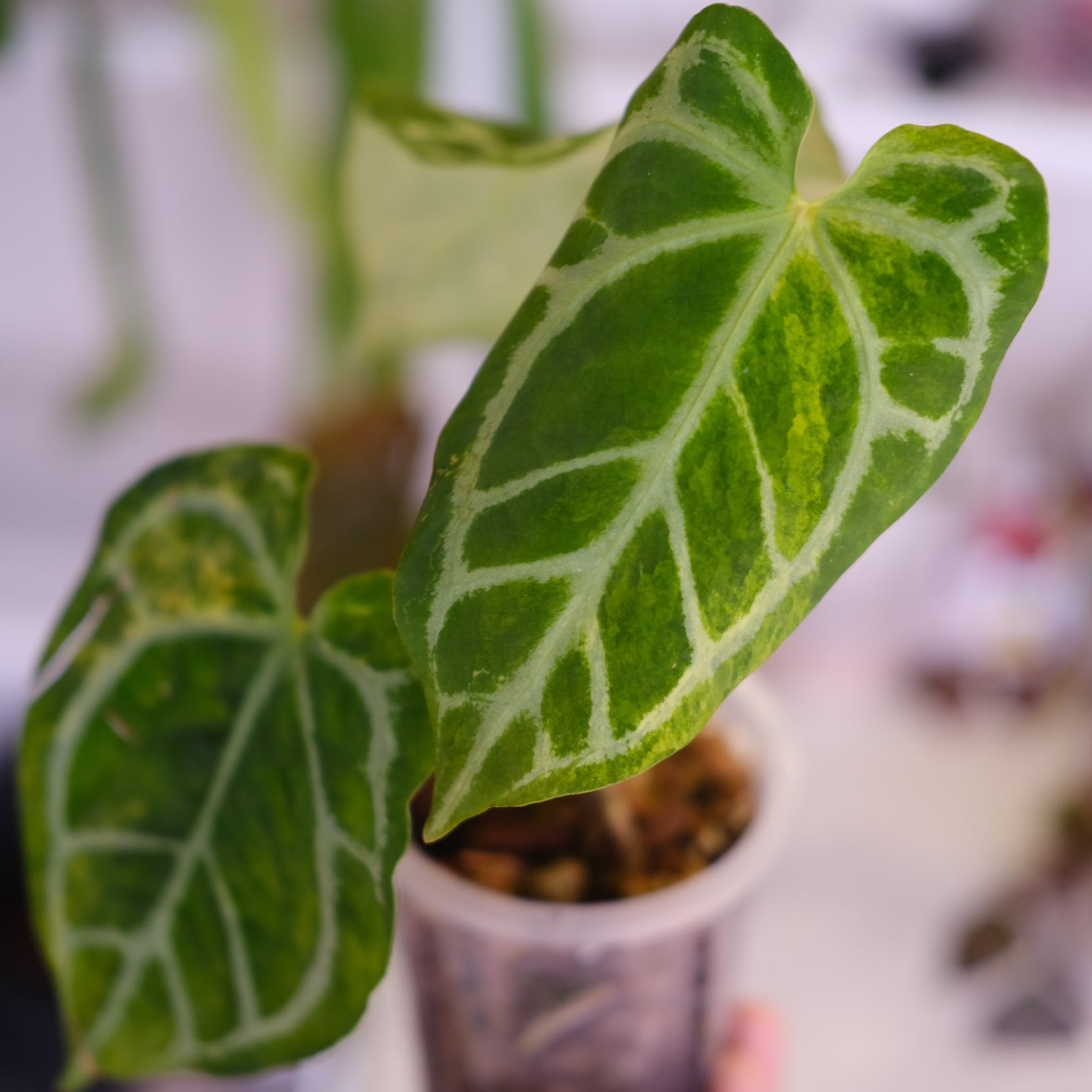 極上株 アンスリウム クリスタリナム 斑入り Anthurium crystallinum varigated｜アンスリウム クリスタリナム 斑入