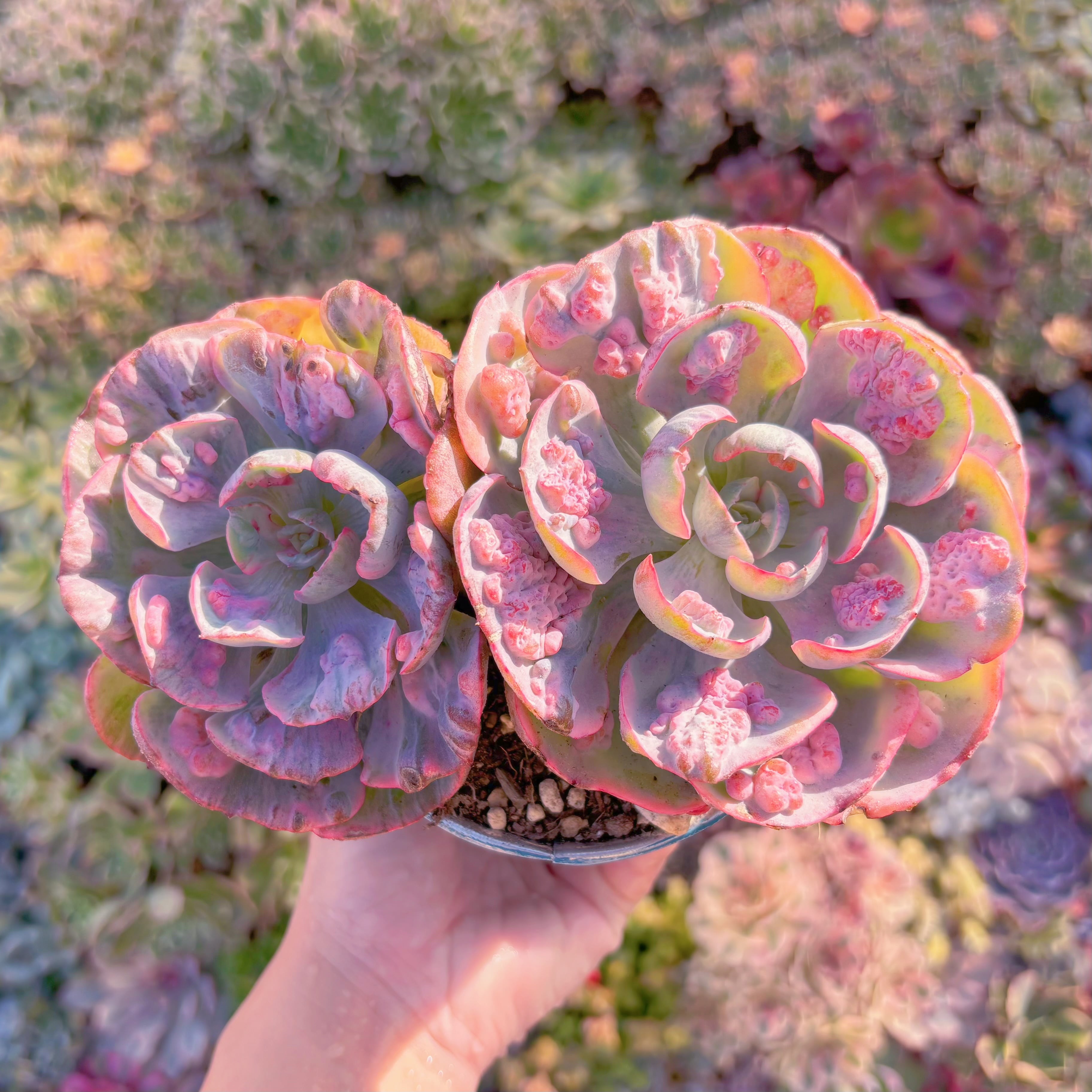 現品　ビヨンセ錦#A019　希少2頭大群生　新入荷　るる農園