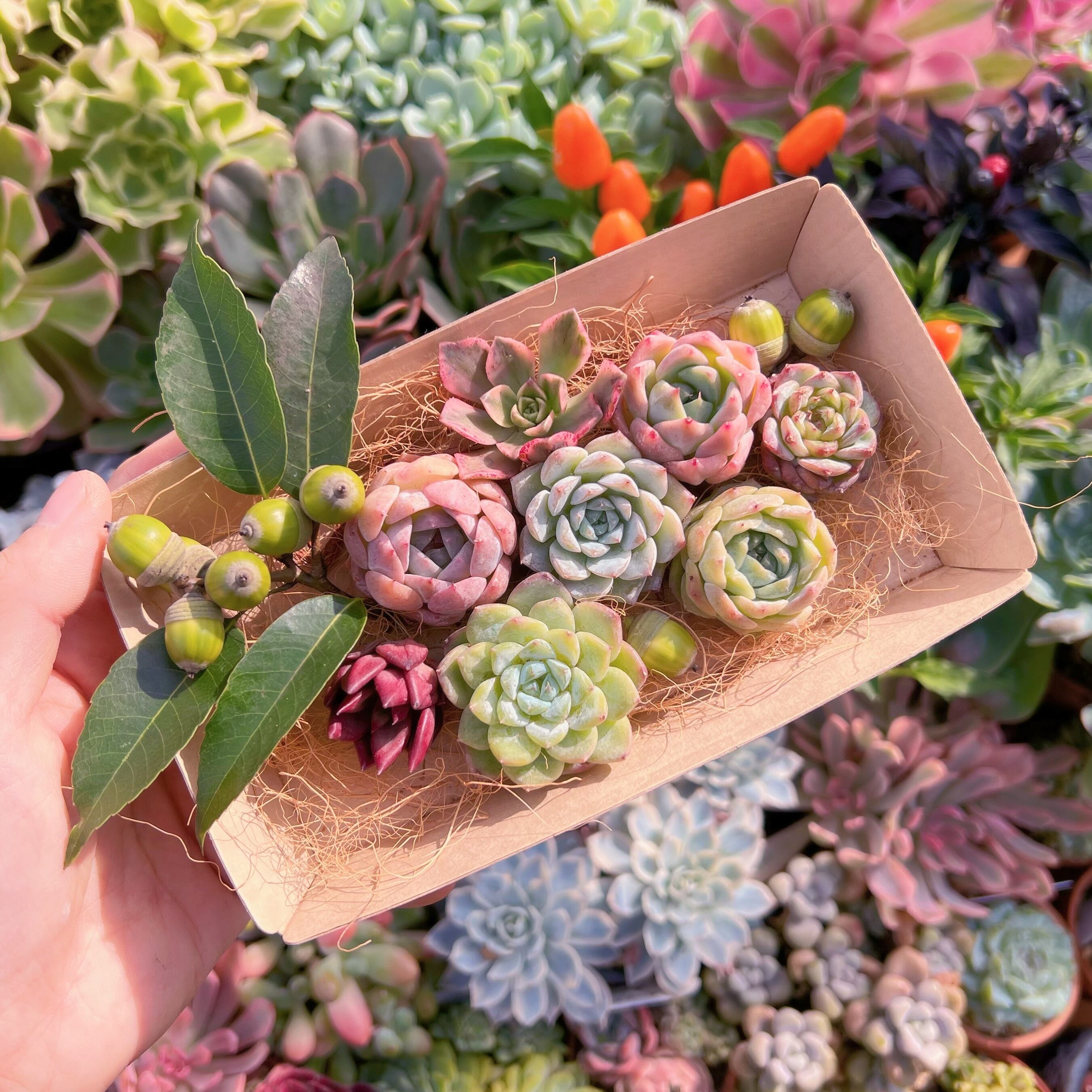 現物　多肉お弁当#680   るる農園