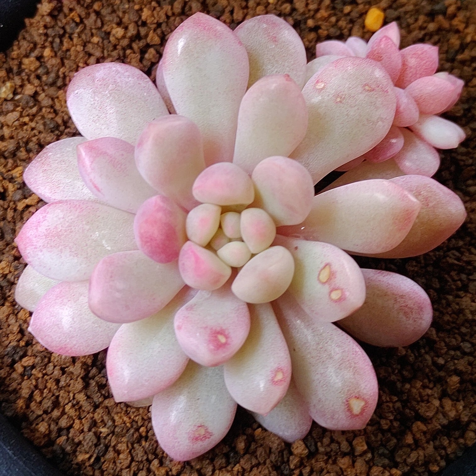 錦 | RuPo 多肉植物専門店