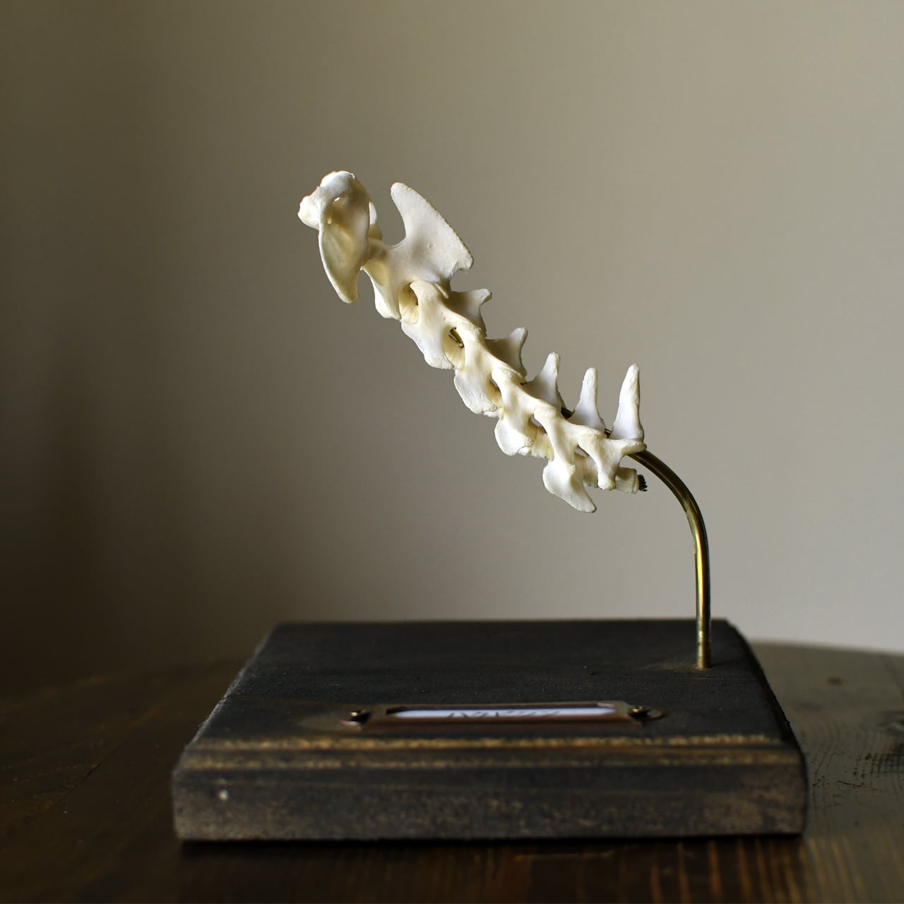 ほねとはね ONLINE SHOP