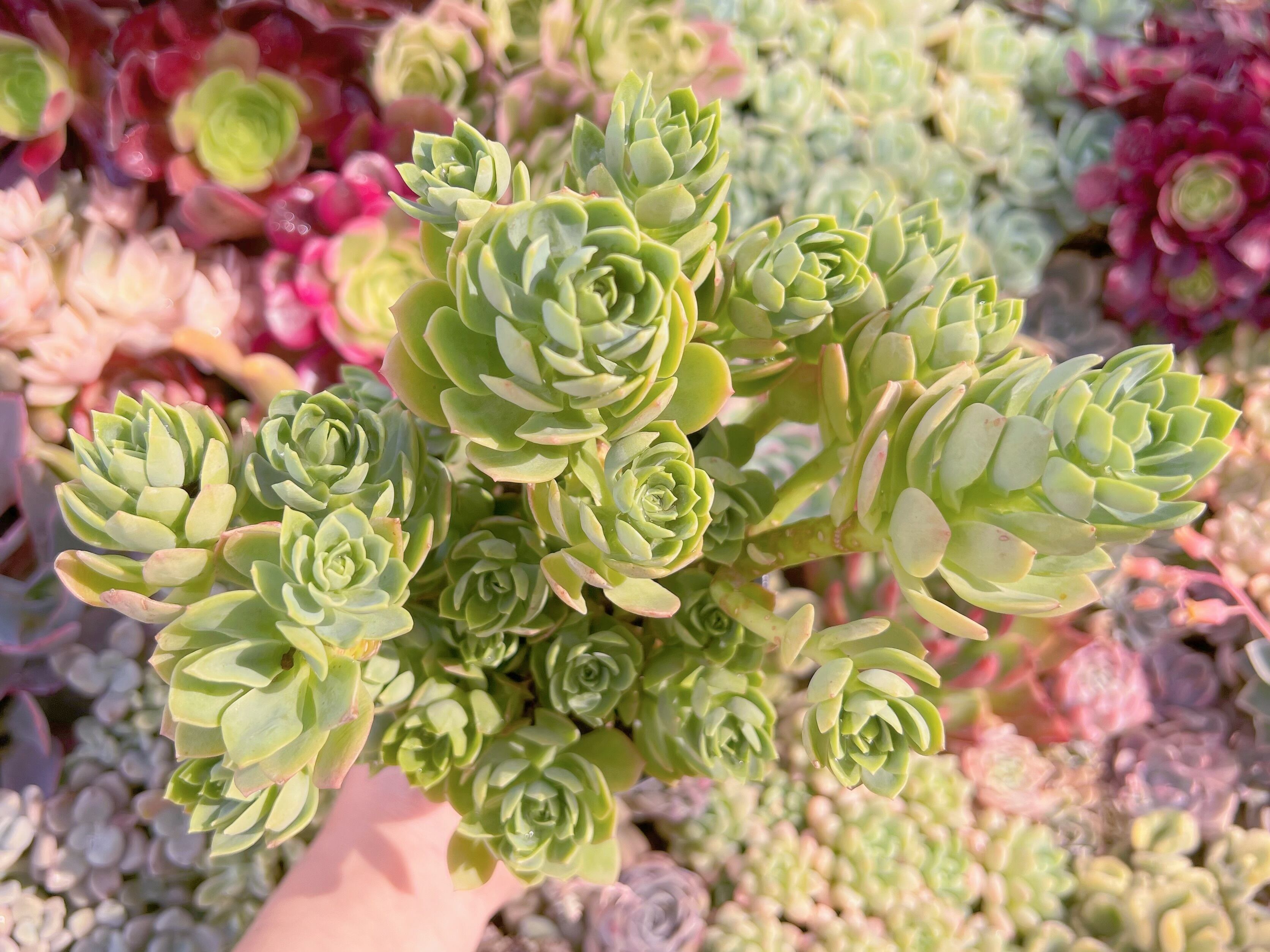 現品　グリーンローズ#A88　るる農園