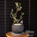 盆栽 Olive オリーブの木 盆栽仕立て オリーブ 曲がり 観葉植物