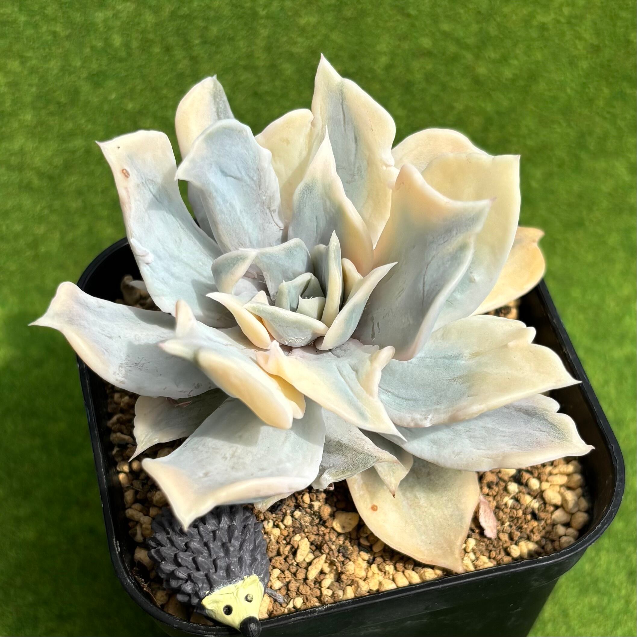 斑入り | 多肉植物 豆彦商店