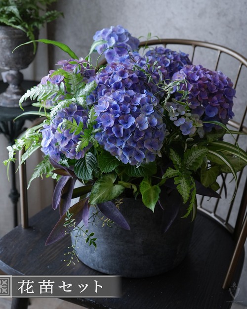 【花苗セット】紫陽花と観葉植物の花苗セット