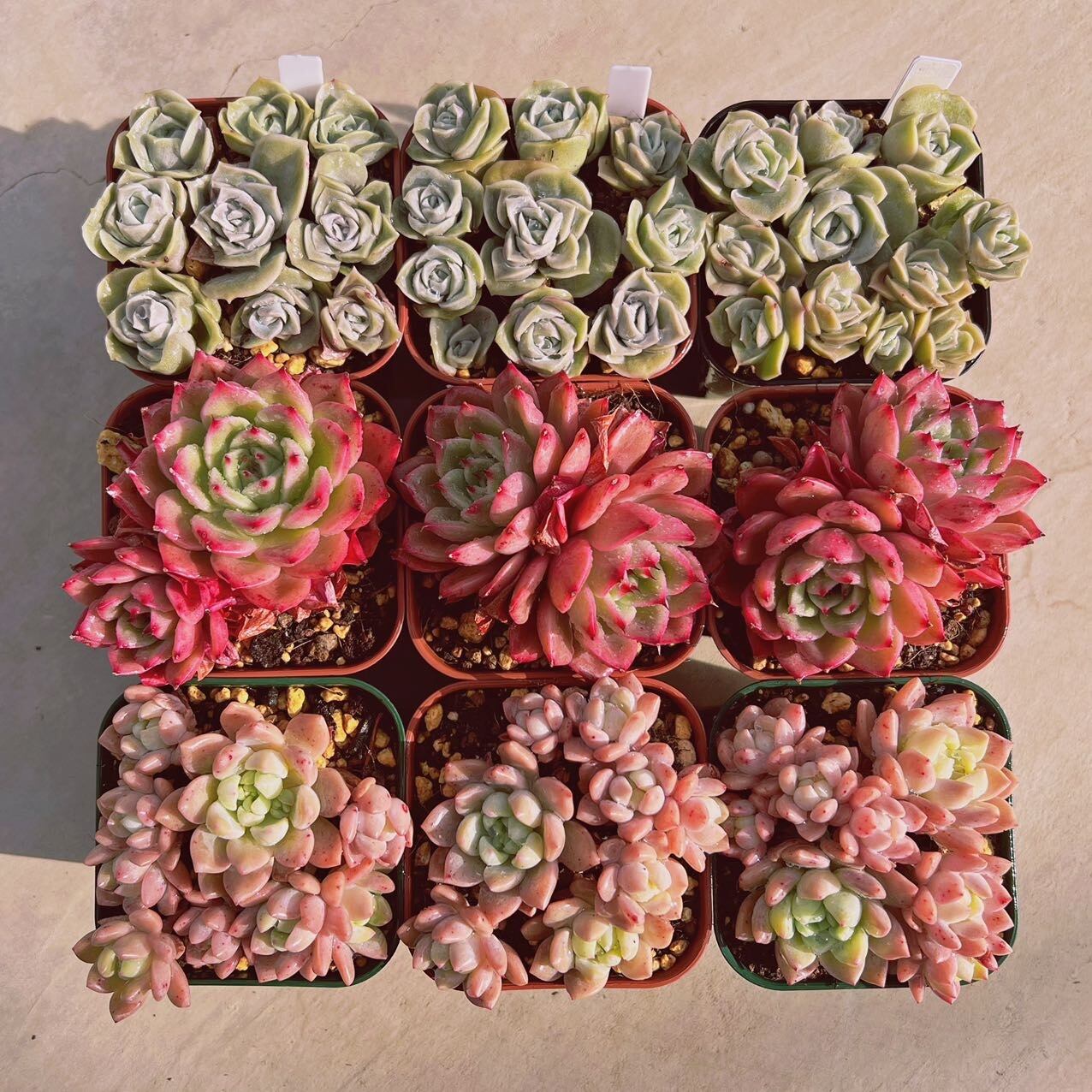 セット019(1月26日base販売会)