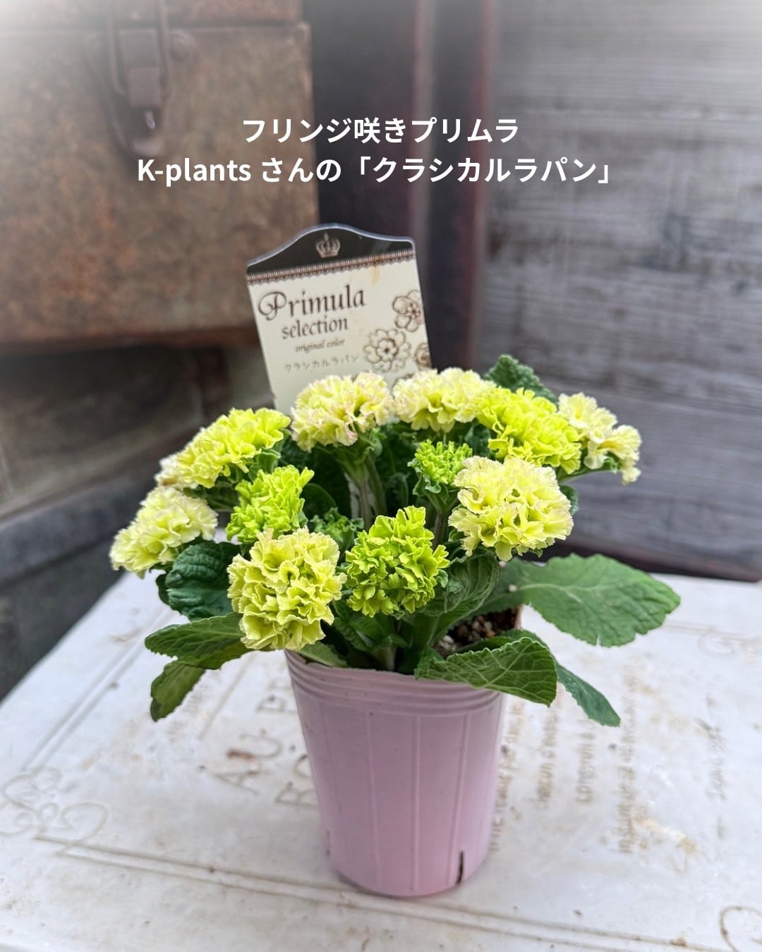 YUCCOHANセレクト 花苗6ポットセット（限定8セット） | 寄せ植え屋