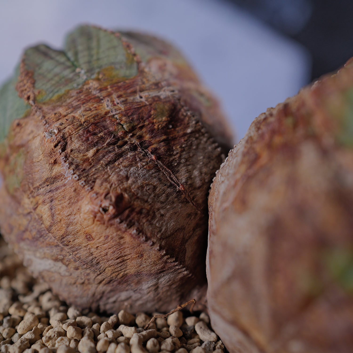 オス株【超厳選株】超大株 最大幅 約14.3cm ダブルヘッド ラギット