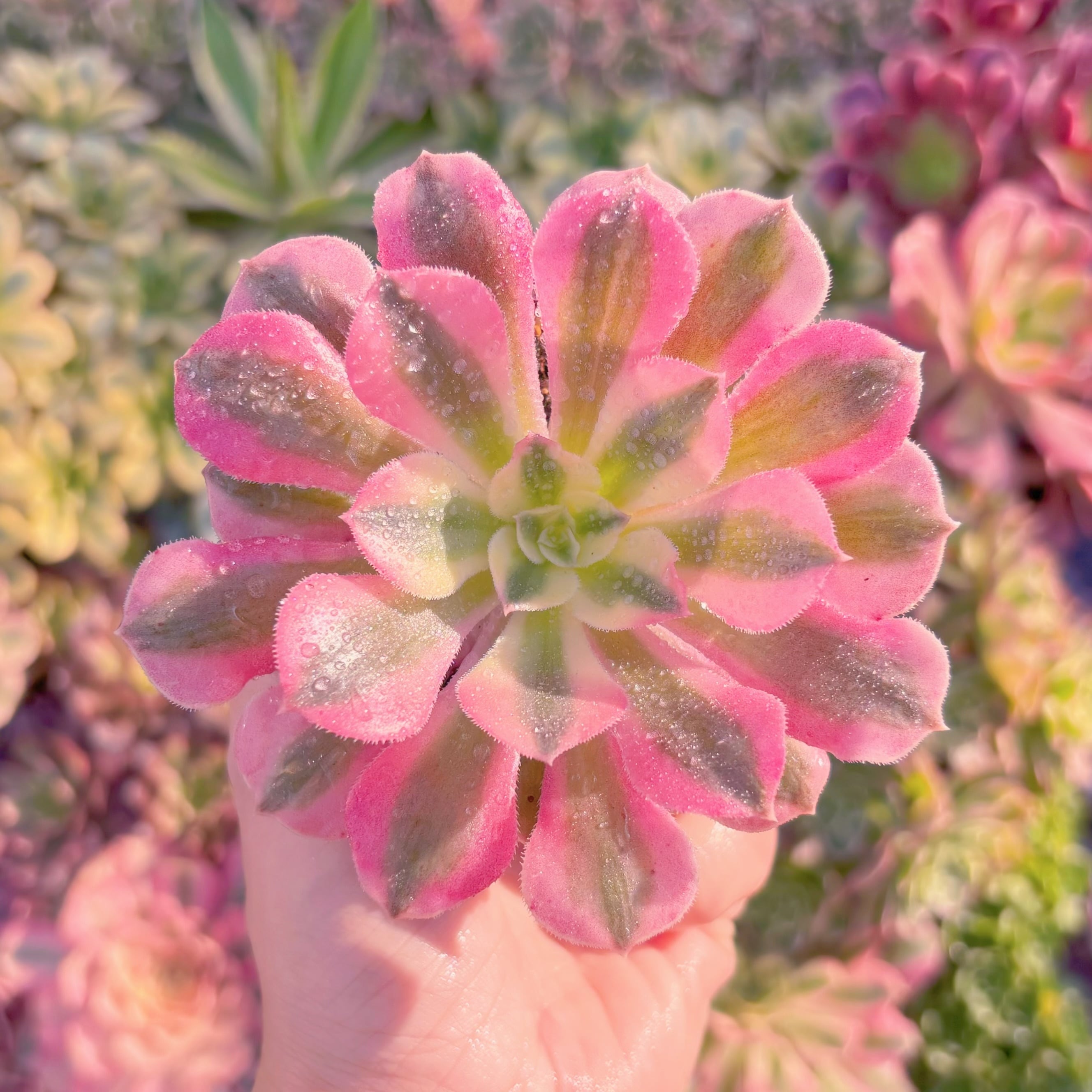 現品　アフラダイティ#M108　るる農園