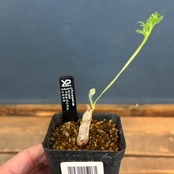 ぺラルゴニウム　トリステ【777】