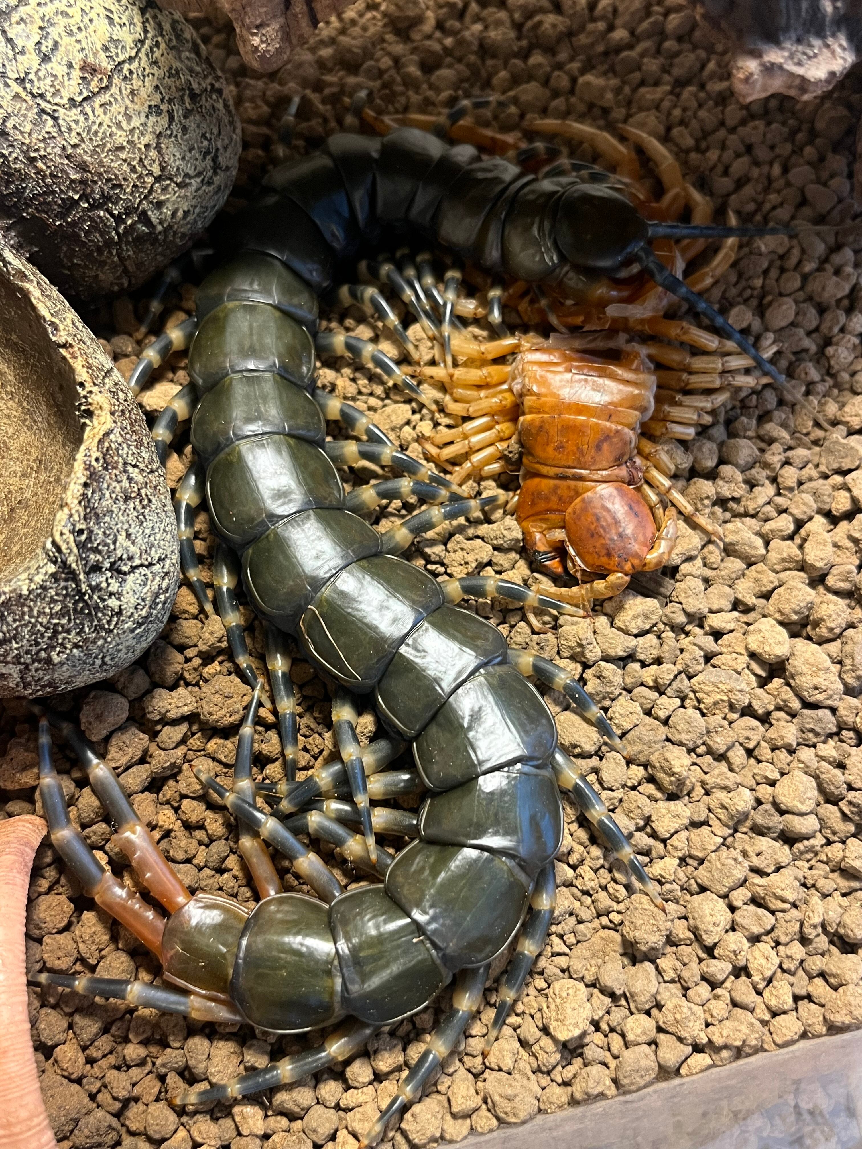 オータニ昆虫館　デカムカデ 315bcade5a73fbbc8f7f827c316f16