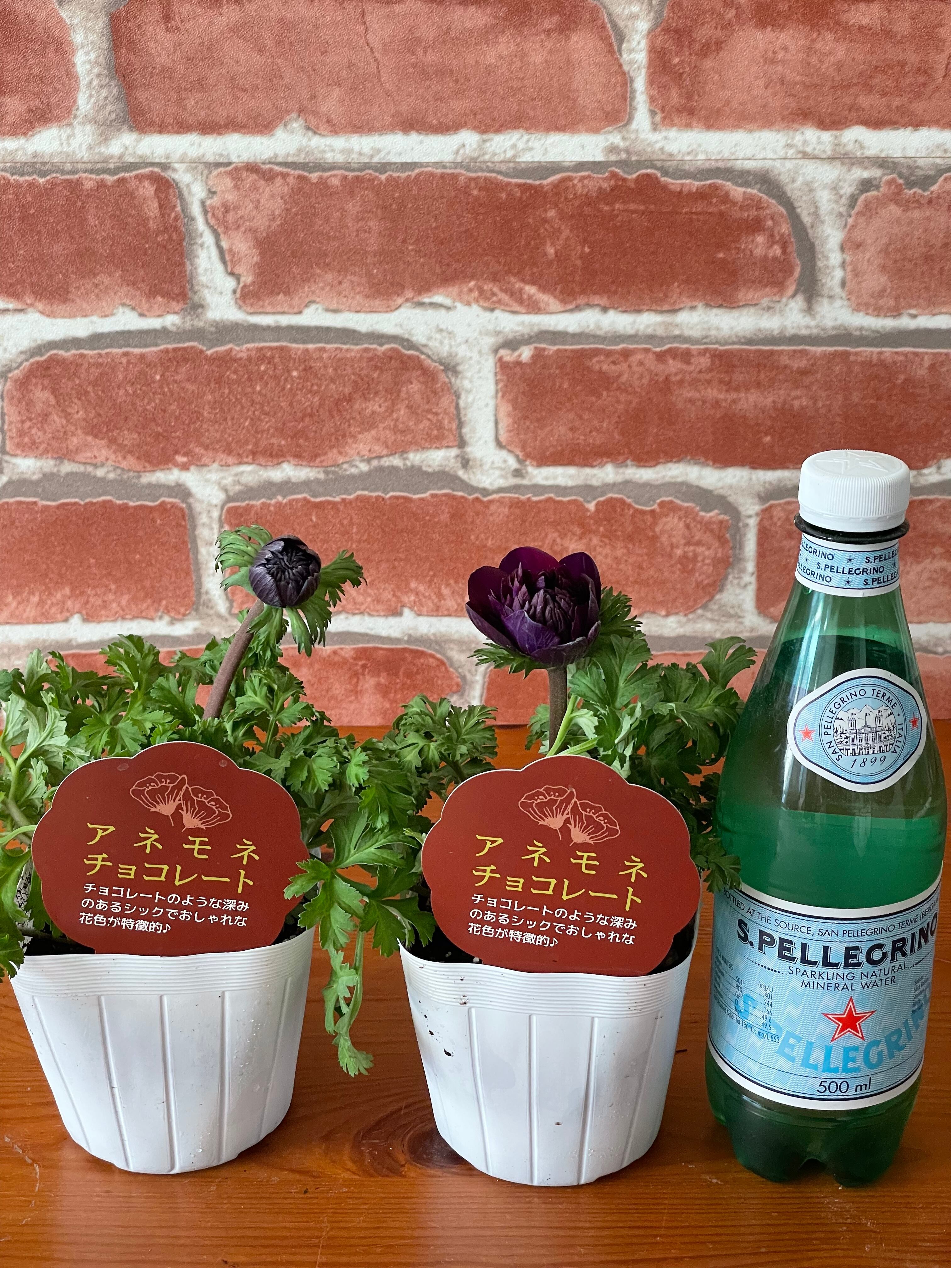 レア 芽出し球根苗 アネモネチョコレートダブル Teeny Tiny Gardenshop