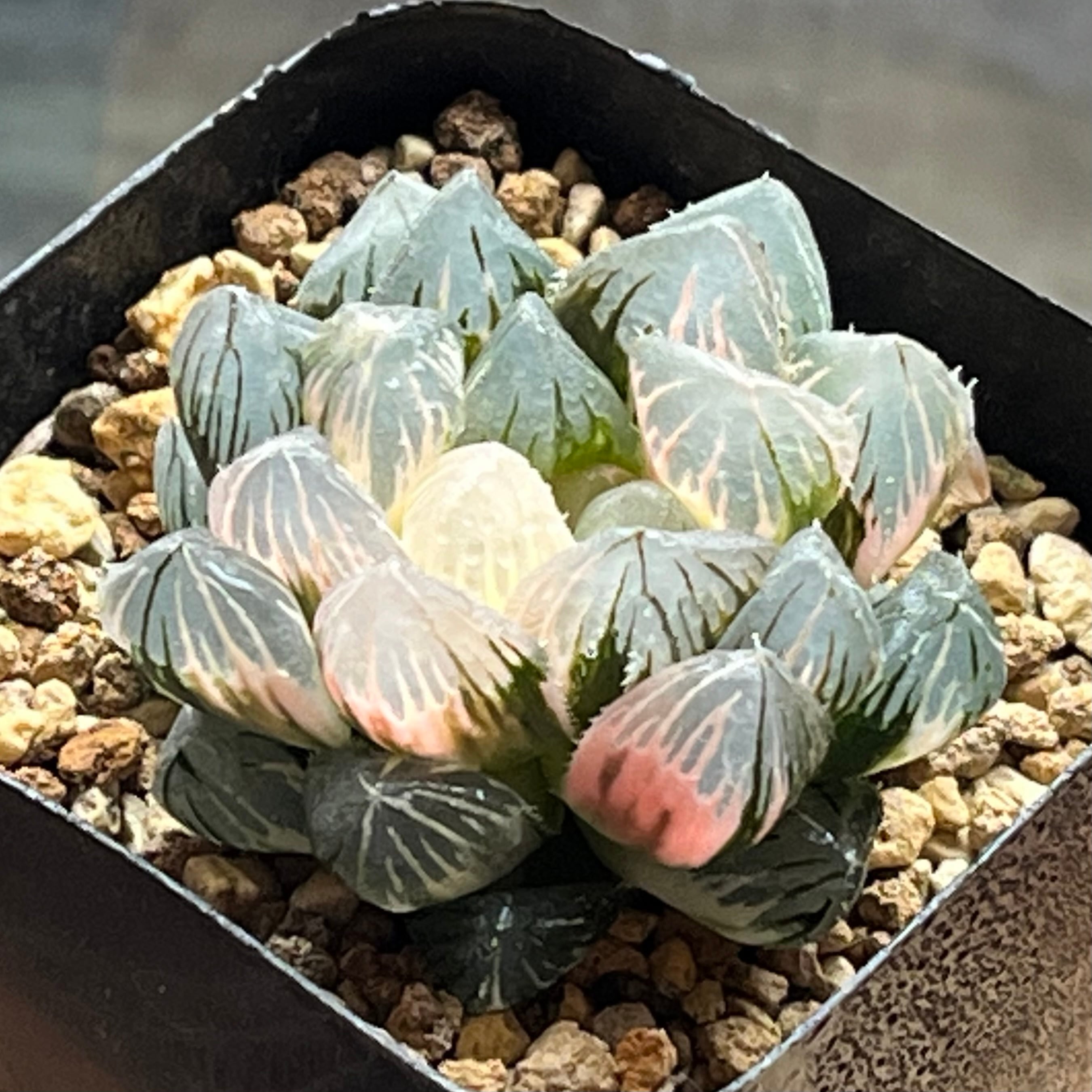 ハオルチア 竜爪 オブツーサ錦① | mocono_plants
