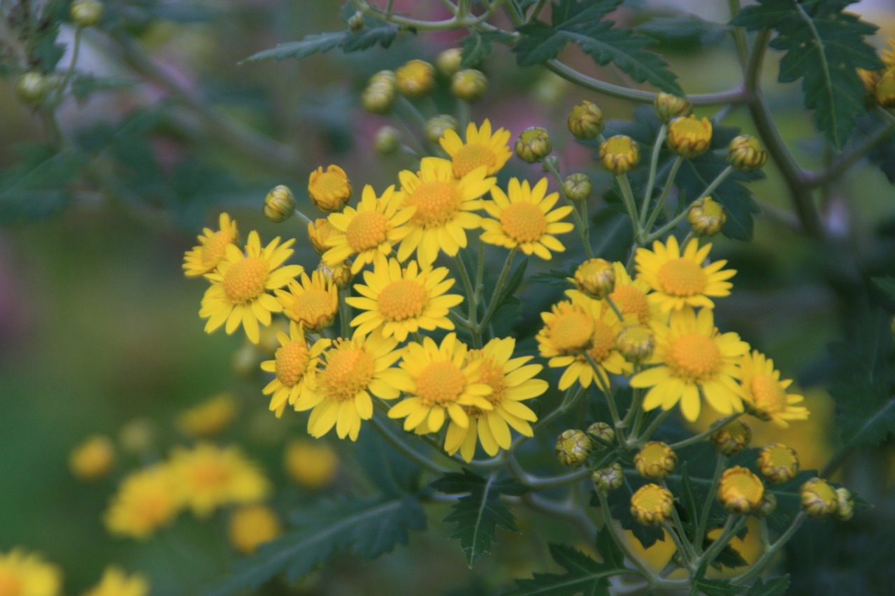 アワコガネギク（泡黄金菊）７．５〜９ｃｍポット【山野草　花苗　草花　多年草　宿根草　日向　ガーデニング　茶花　耐寒性あり】の画像02