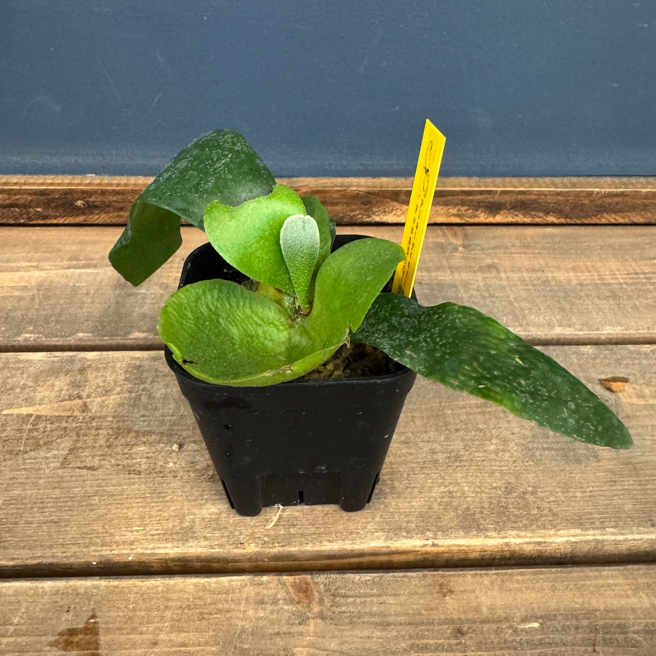 ビカクシダ Foong Siqi【884】