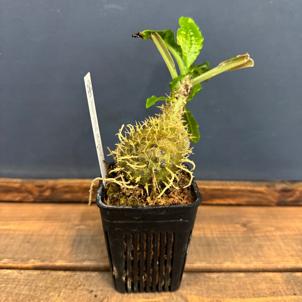 【クリアランス】ミルメコディア sp. aff. erinacea Aimas, Sorong, West Papua【381】