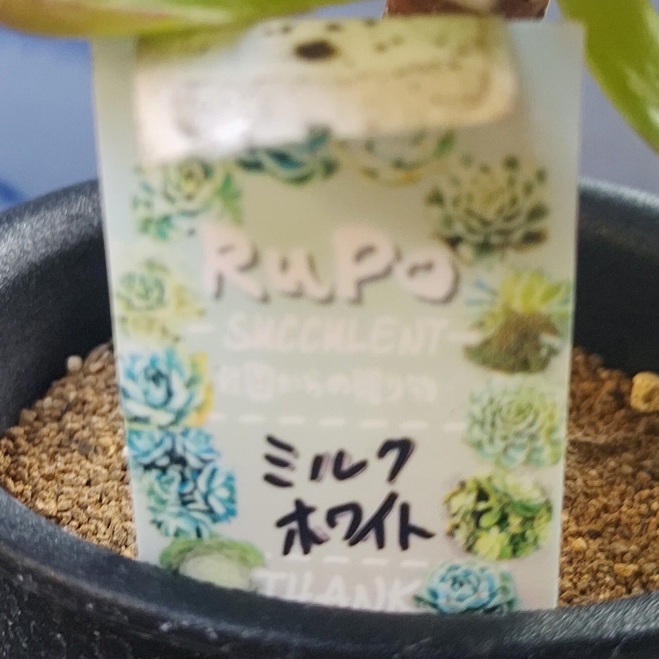 ミルクホワイト(アエオニウム) | RuPo 多肉植物専門店