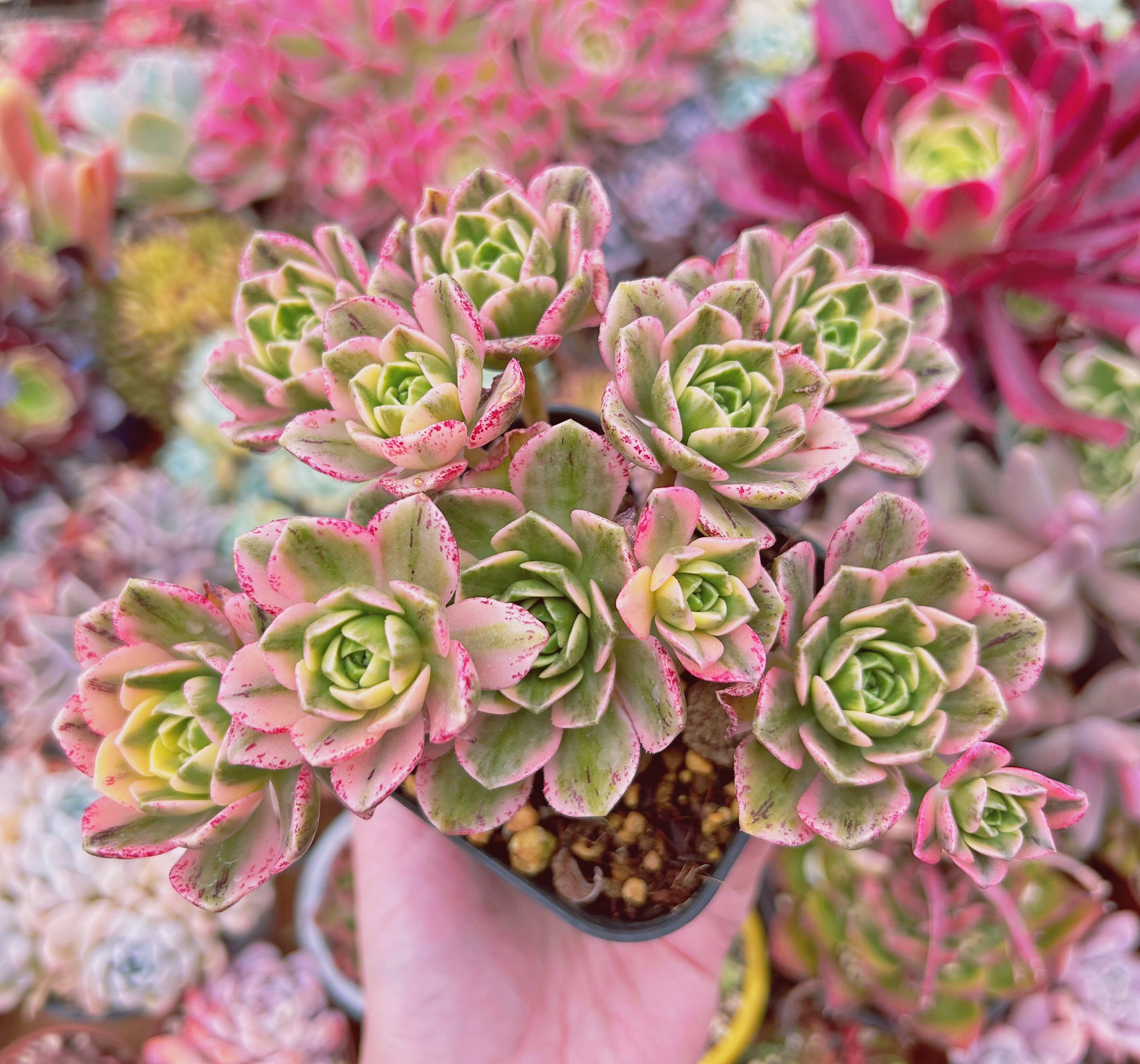 #068現物　多肉植物　sweet tea