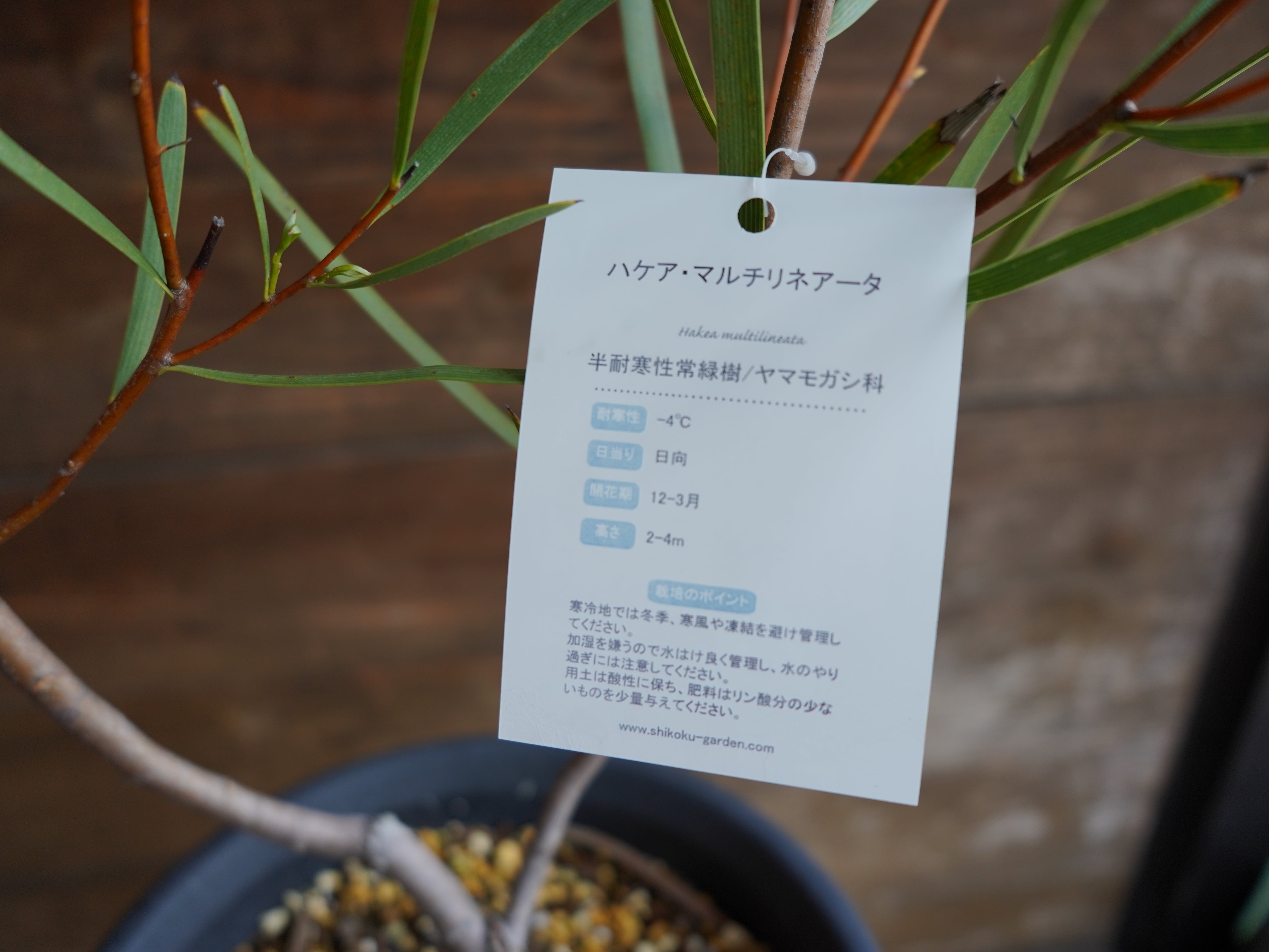 【現物】ハケア　”マルチリネアータ”