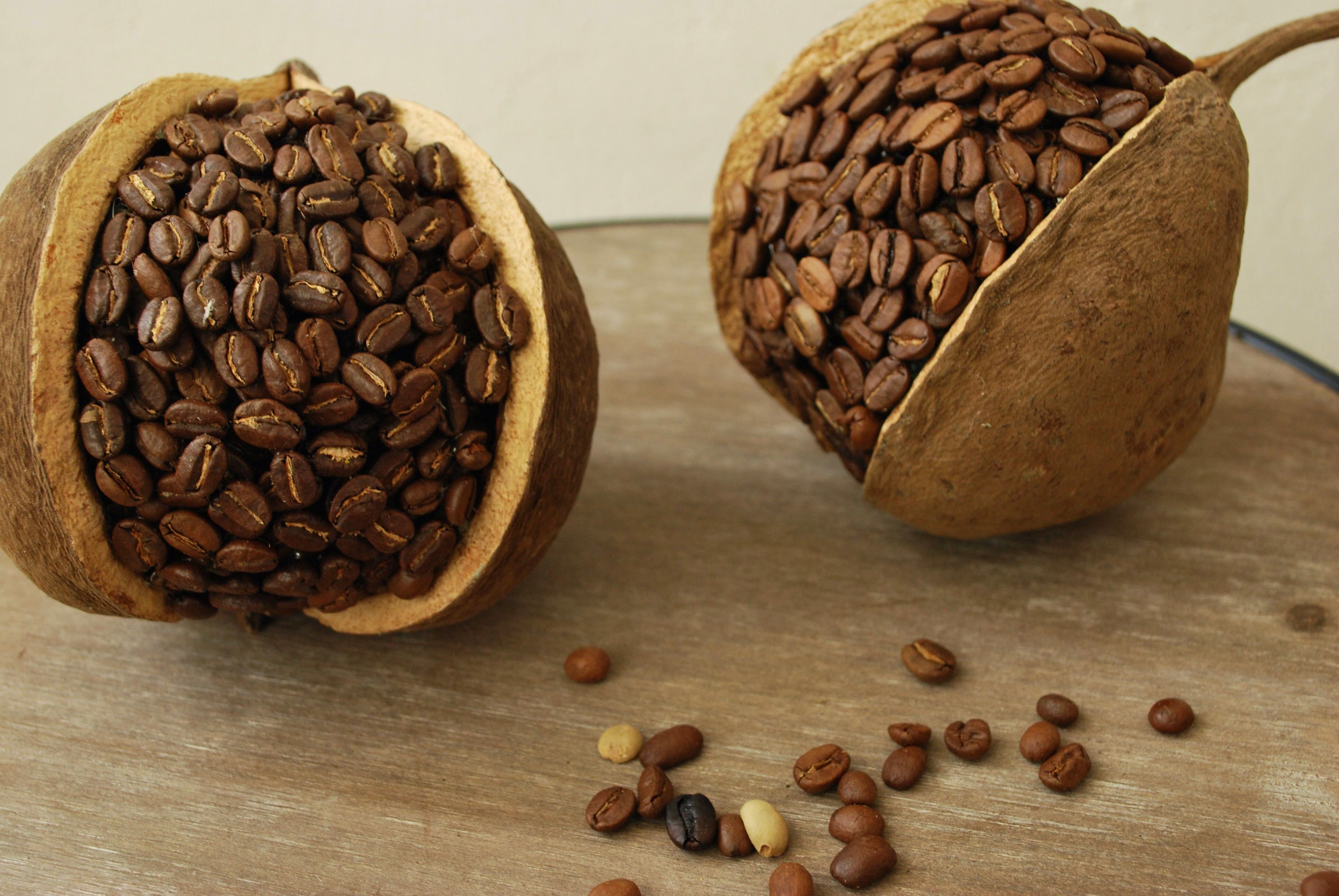 the coffee mame / Buddha nuts