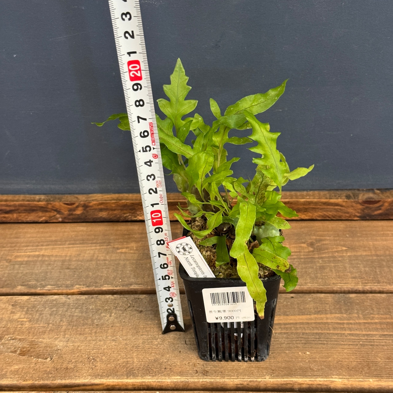 【クリアランス】レカノプテリス balgooyi【577】