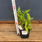 【クリアランス】レカノプテリス balgooyi【577】