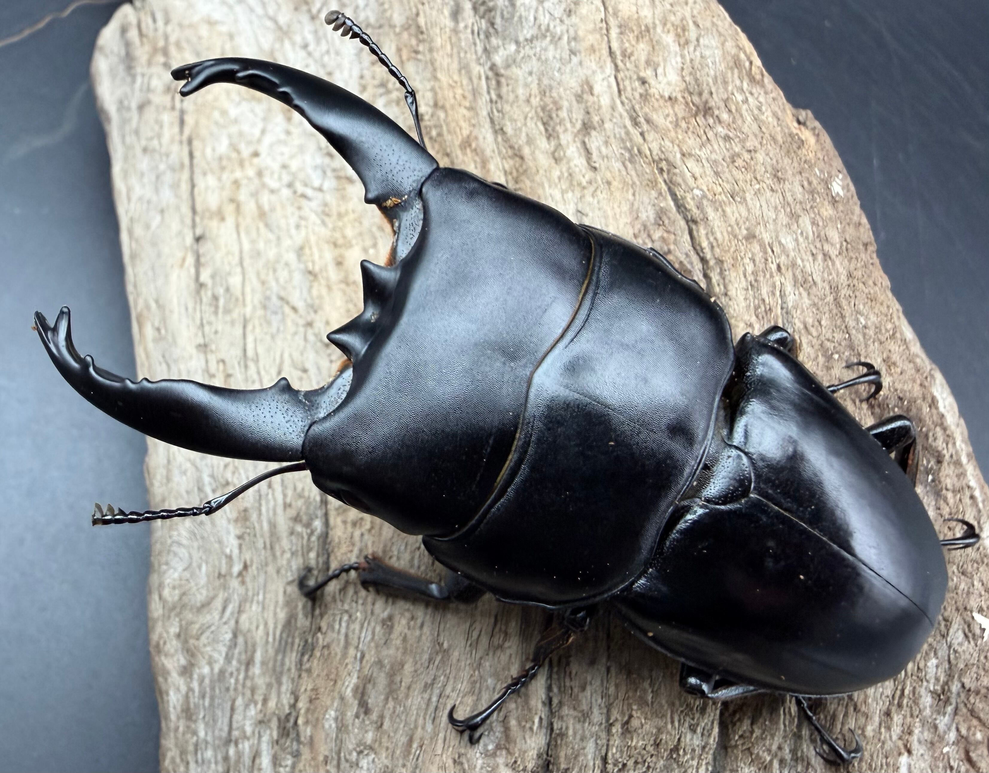 送料無料!!【16個セット】コバエシャッター 大 | KPW公式オンライン