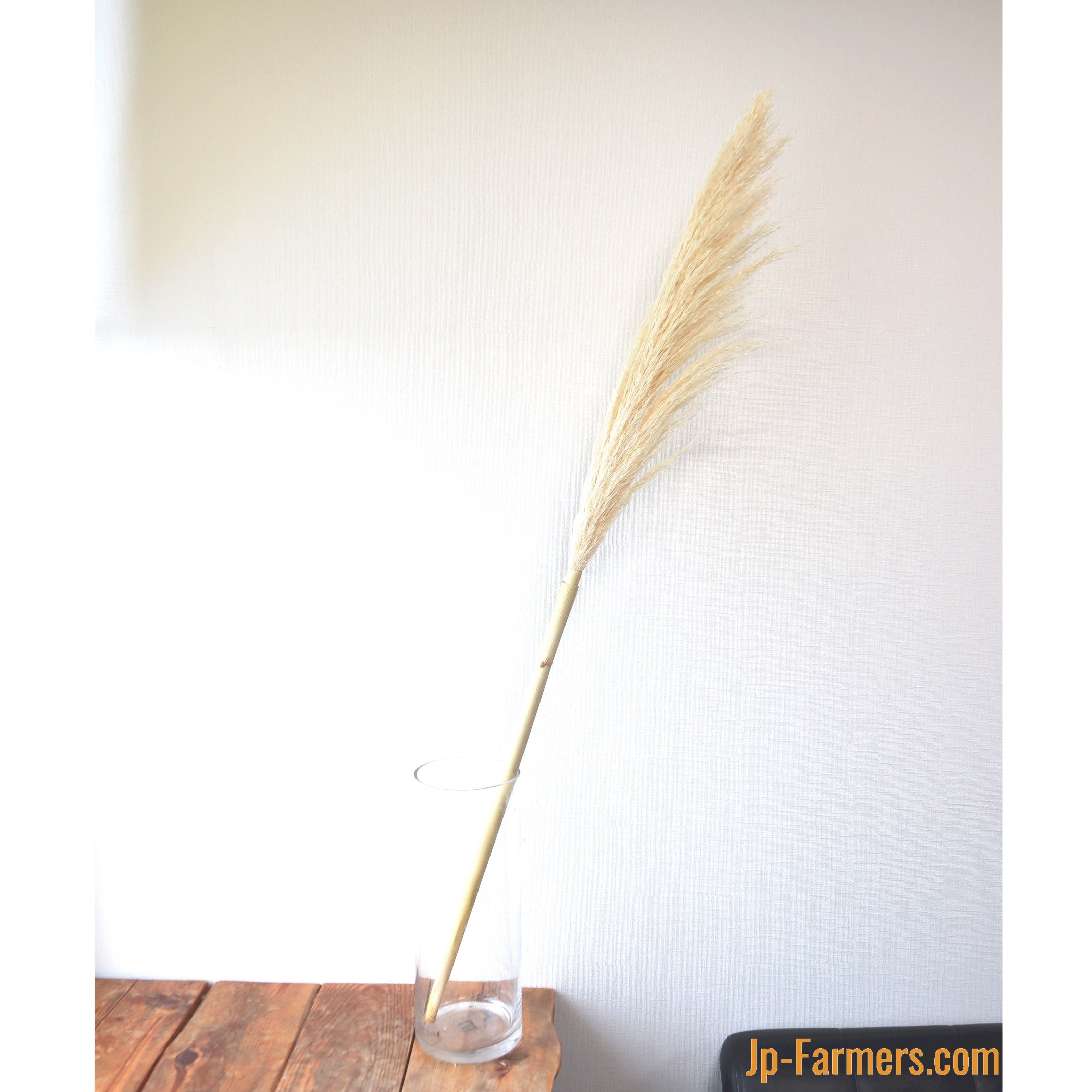 ドライパンパス 大 1本から アンティーク感のあるインテリア | 新鮮