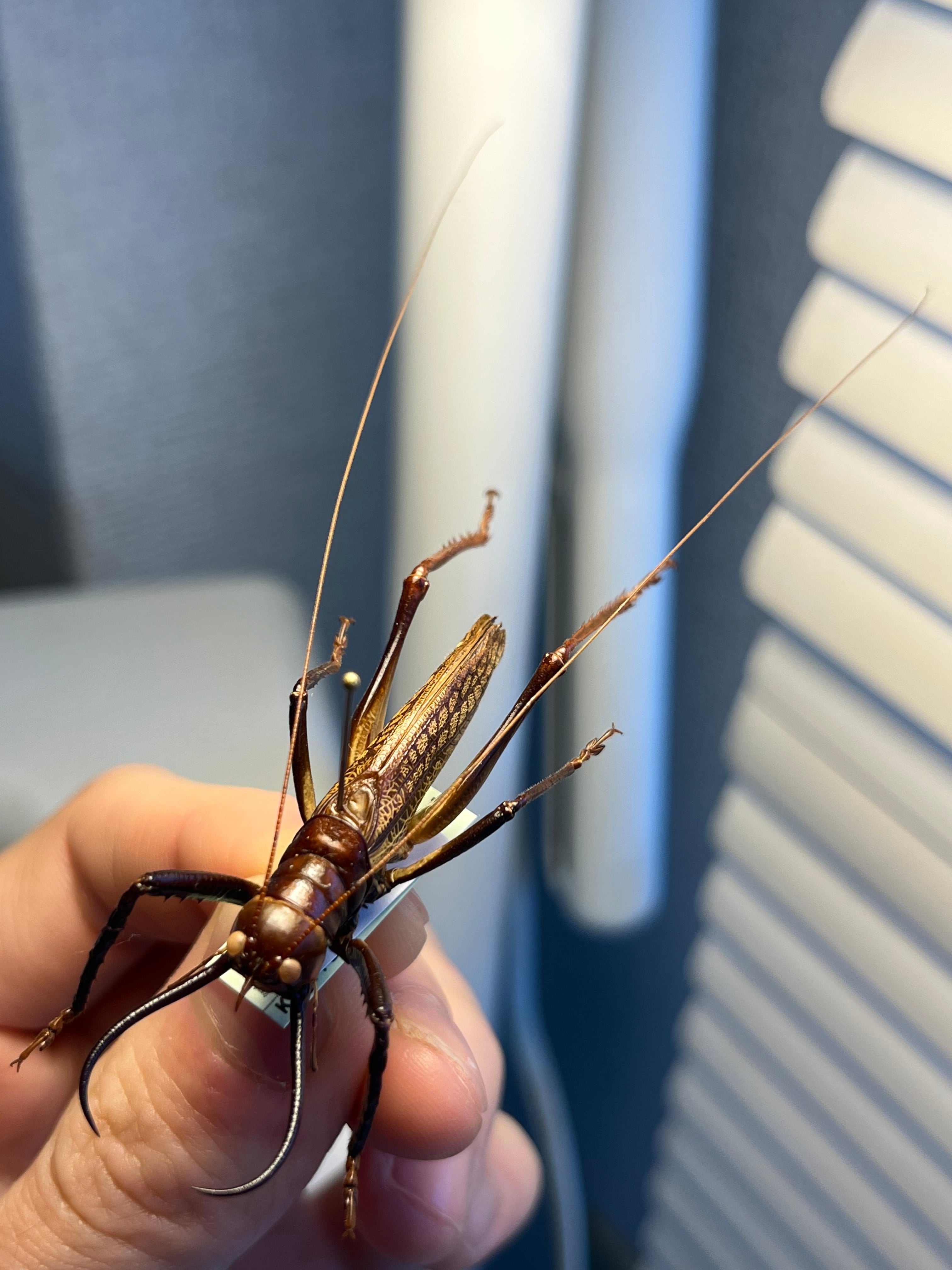 極美展足】クワガタキリギリス 化け物キリギリス 昆虫標本 ウェタ