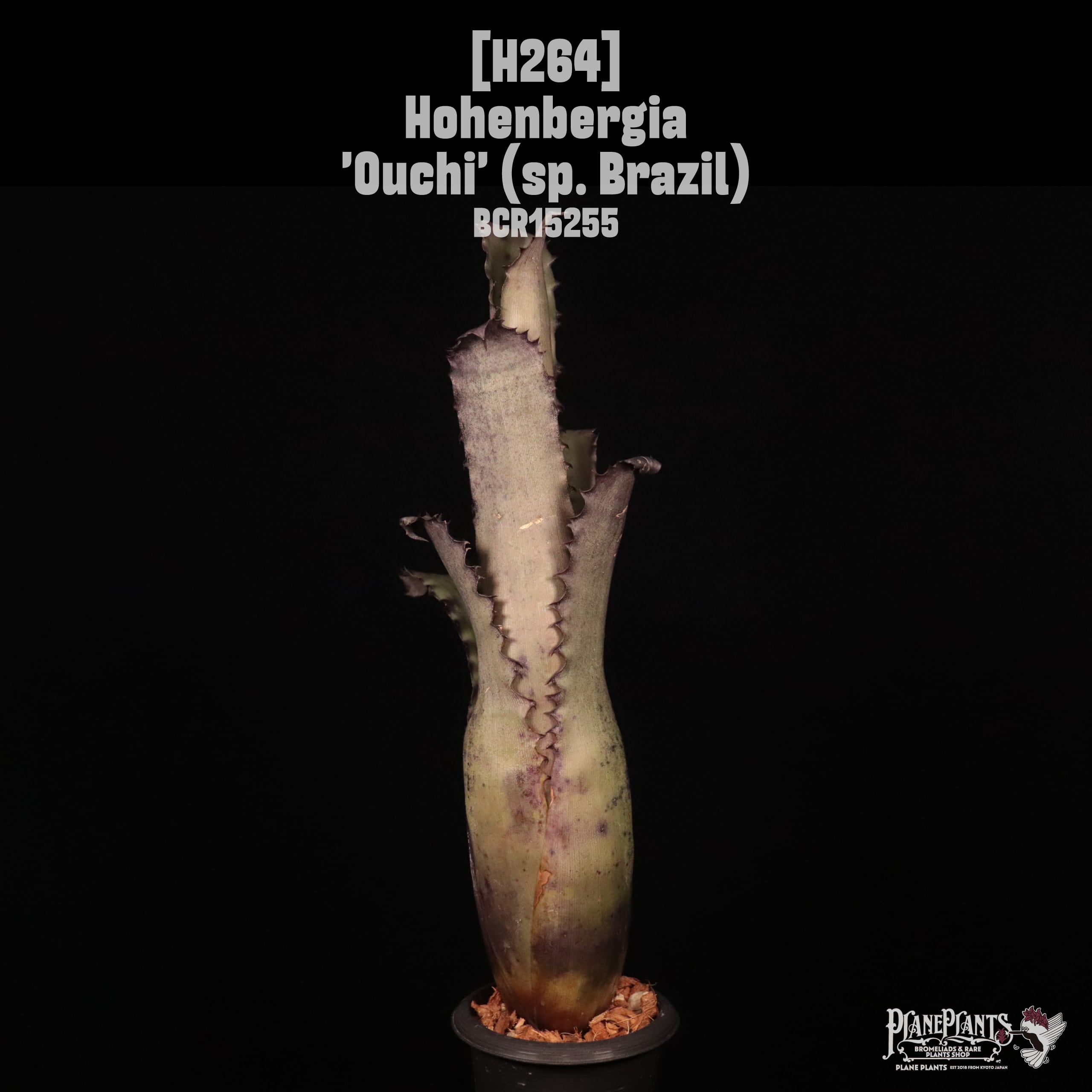 Hohenbergia 'Ouchi' (sp. Brazil)〔ホヘンベルギア〕H264