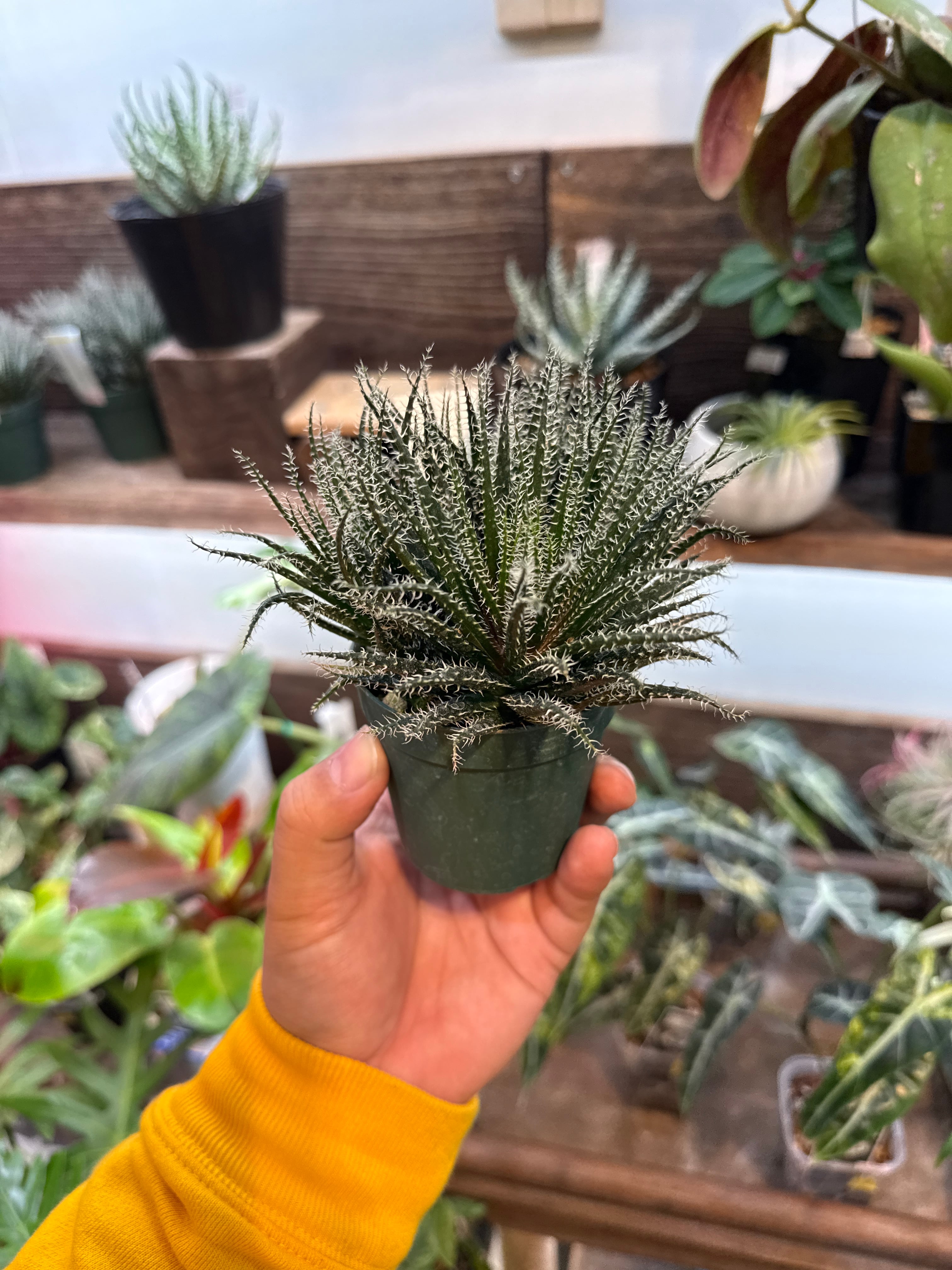 多肉植物 | Gardenえん 【観葉熱帯植物】