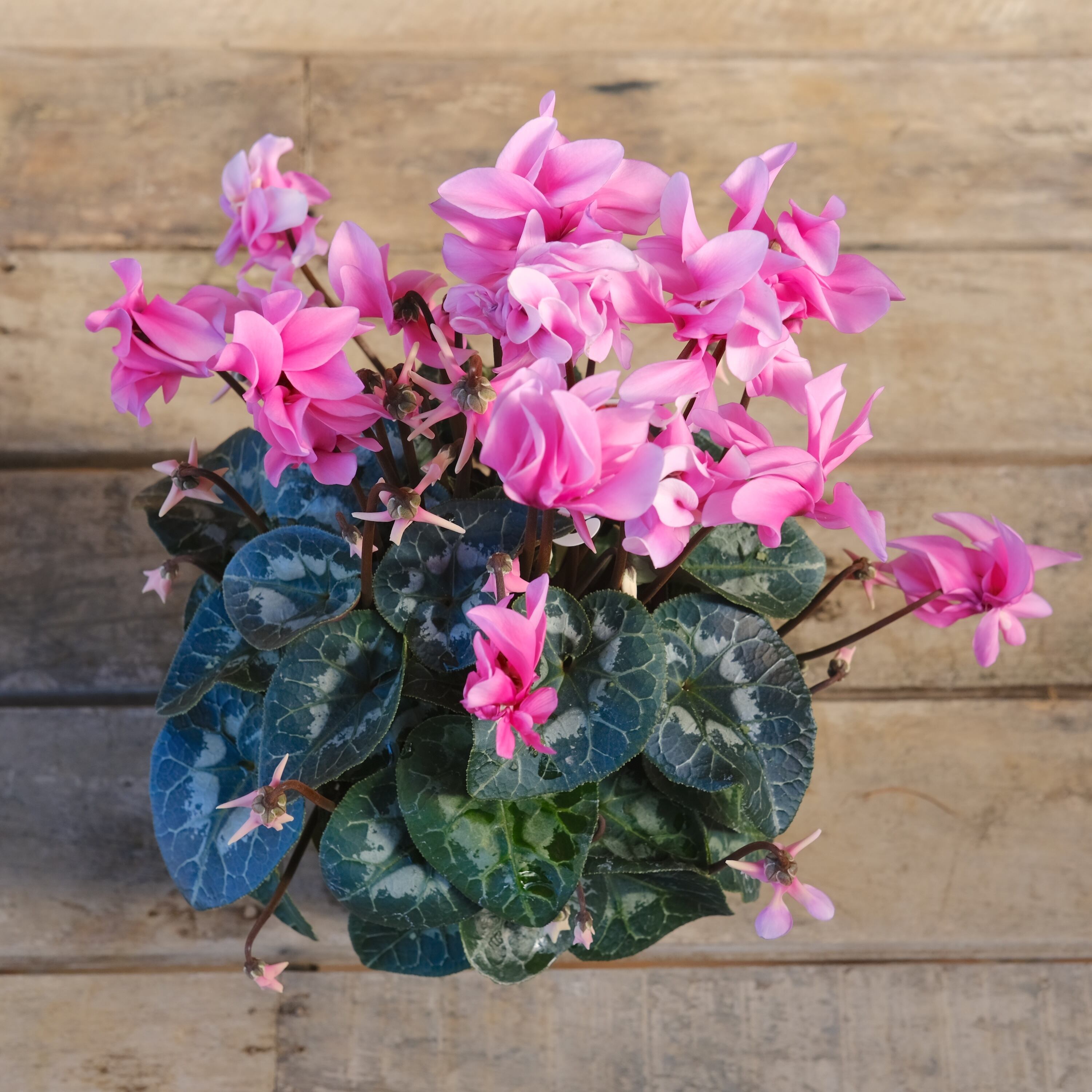 No, 14】ミニシクラメン チモシリーズ 八重《 枝垂れざき 》鉢なし