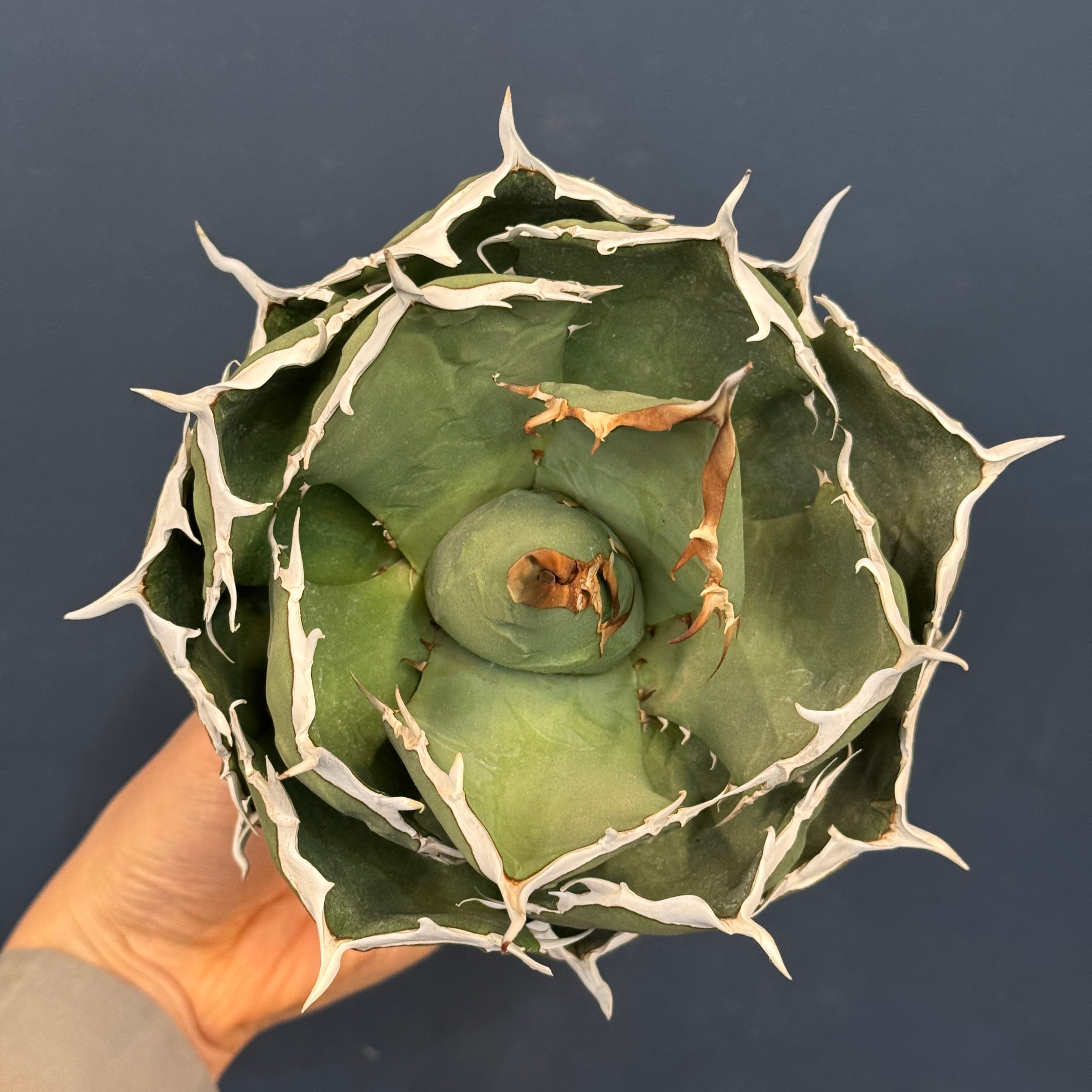 アガベ チタノタ ペルシアンドワーフ【567】 | PROTOLEAF プロトリーフ