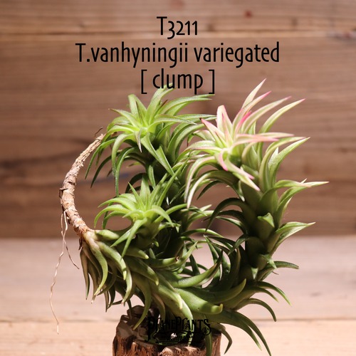 【送料無料】vanhyningii variegated clump〔エアプランツ〕現品発送T3211