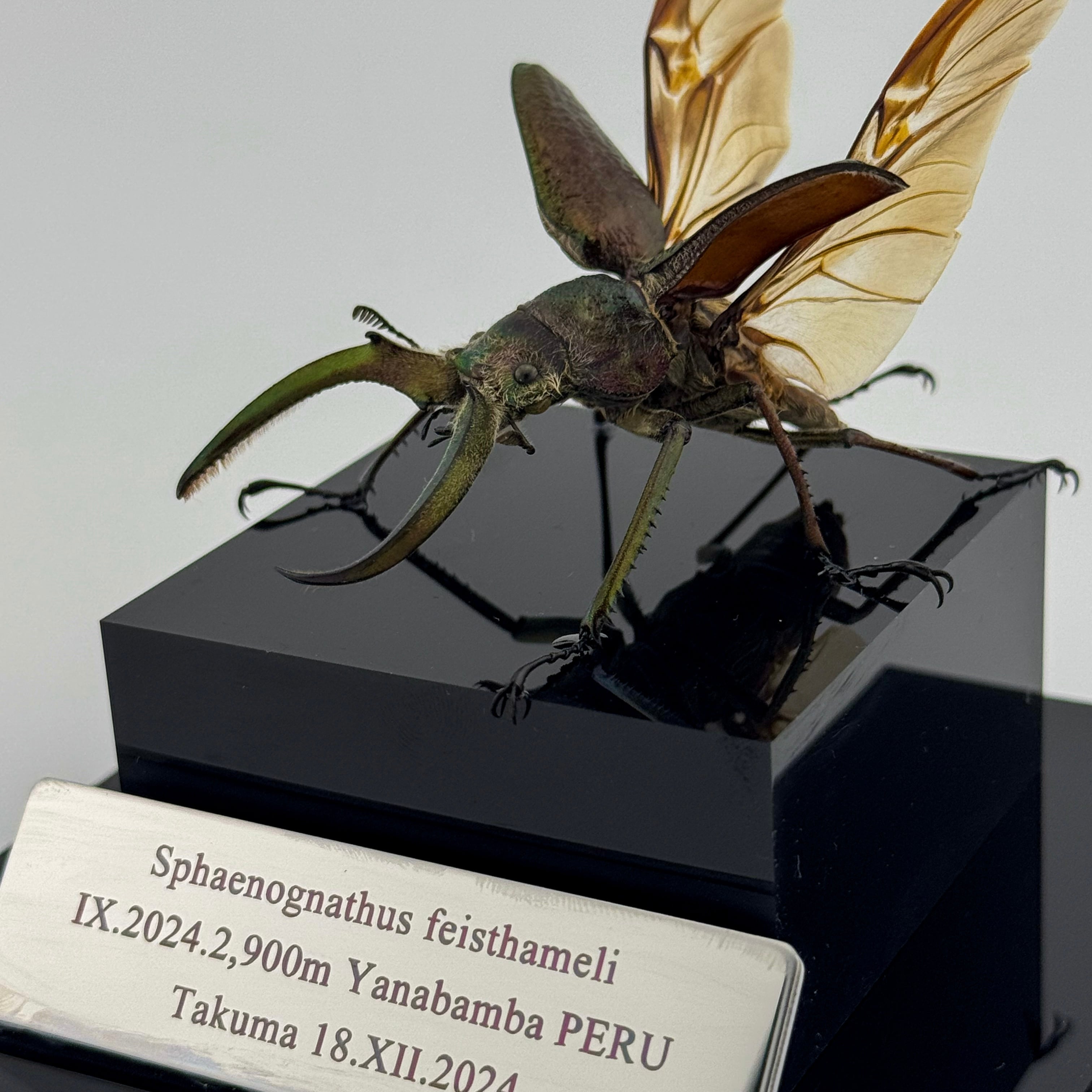 フェイスタメルシワバネクワガタ 飛翔標本 | cielbeetles