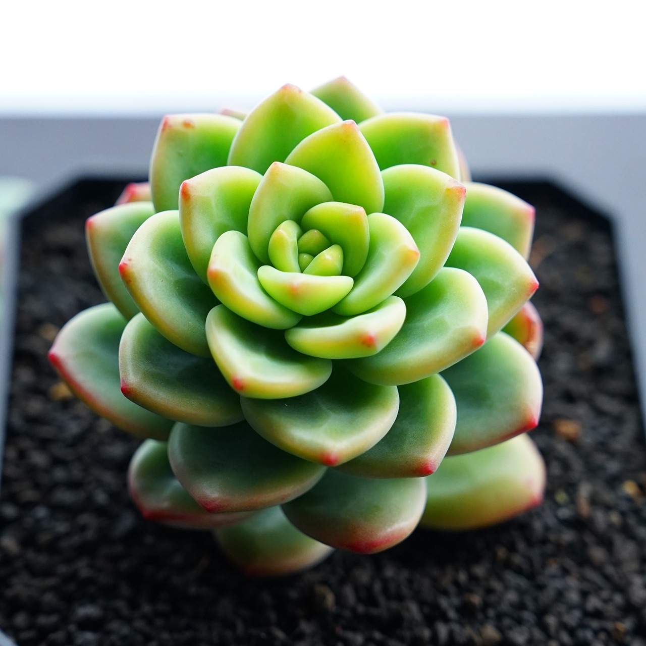 カット苗 レモンジュエル Echeveria 'Lemon Jewel'