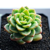 カット苗 レモンジュエル Echeveria 'Lemon Jewel'