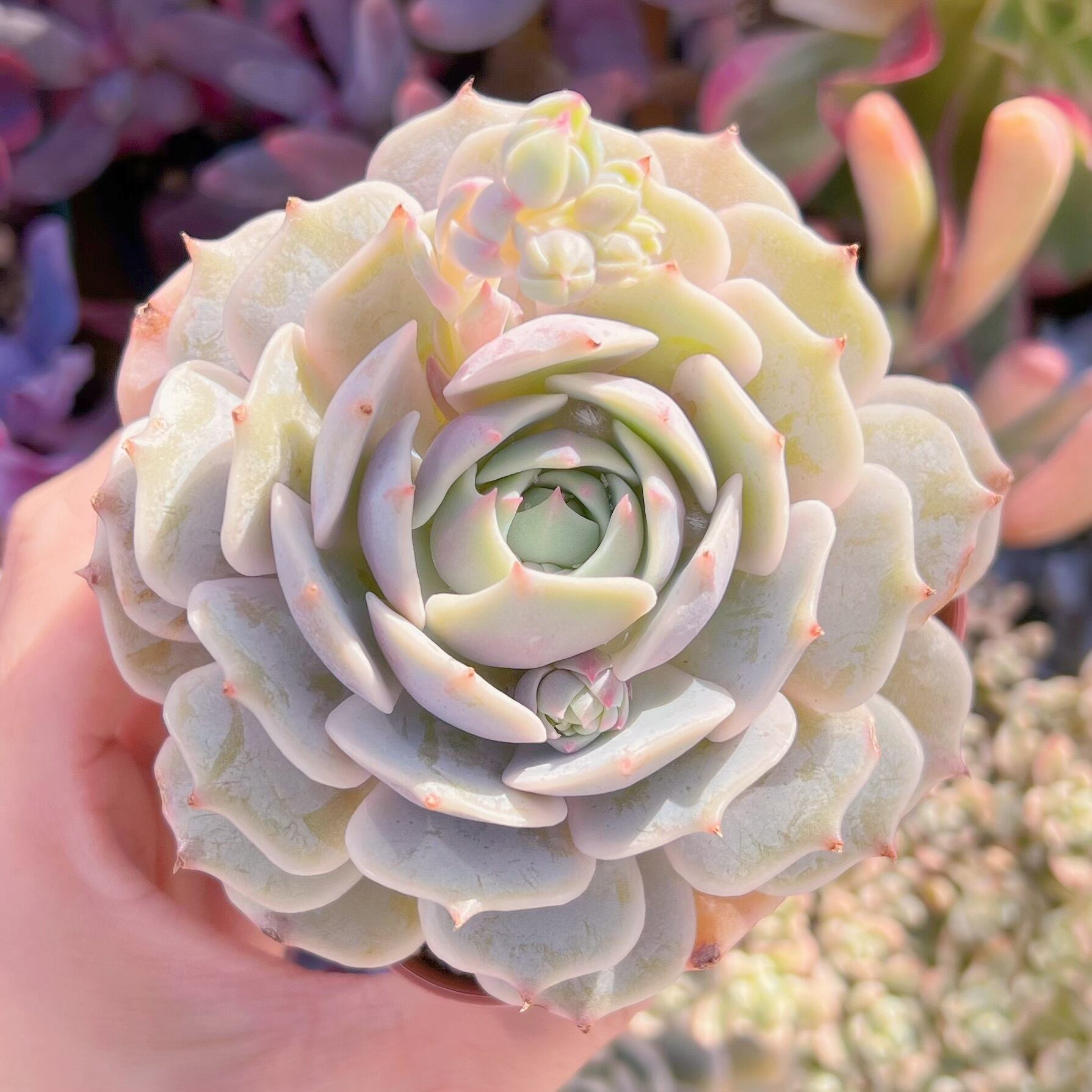 現品　ローラ#A22   るる農園