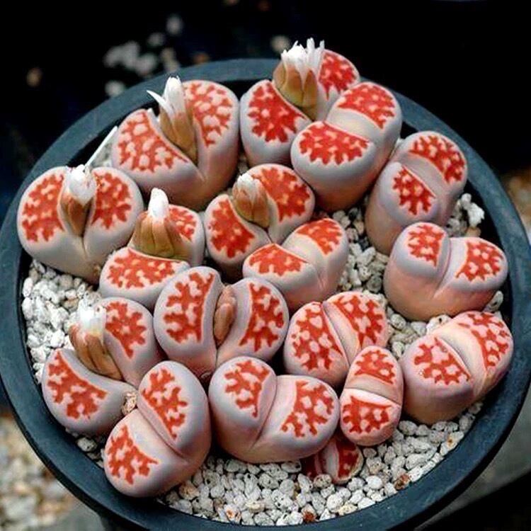 多肉植物 ドロサンテマム シュガーボール錦 抜き苗 1株 | PAY ID