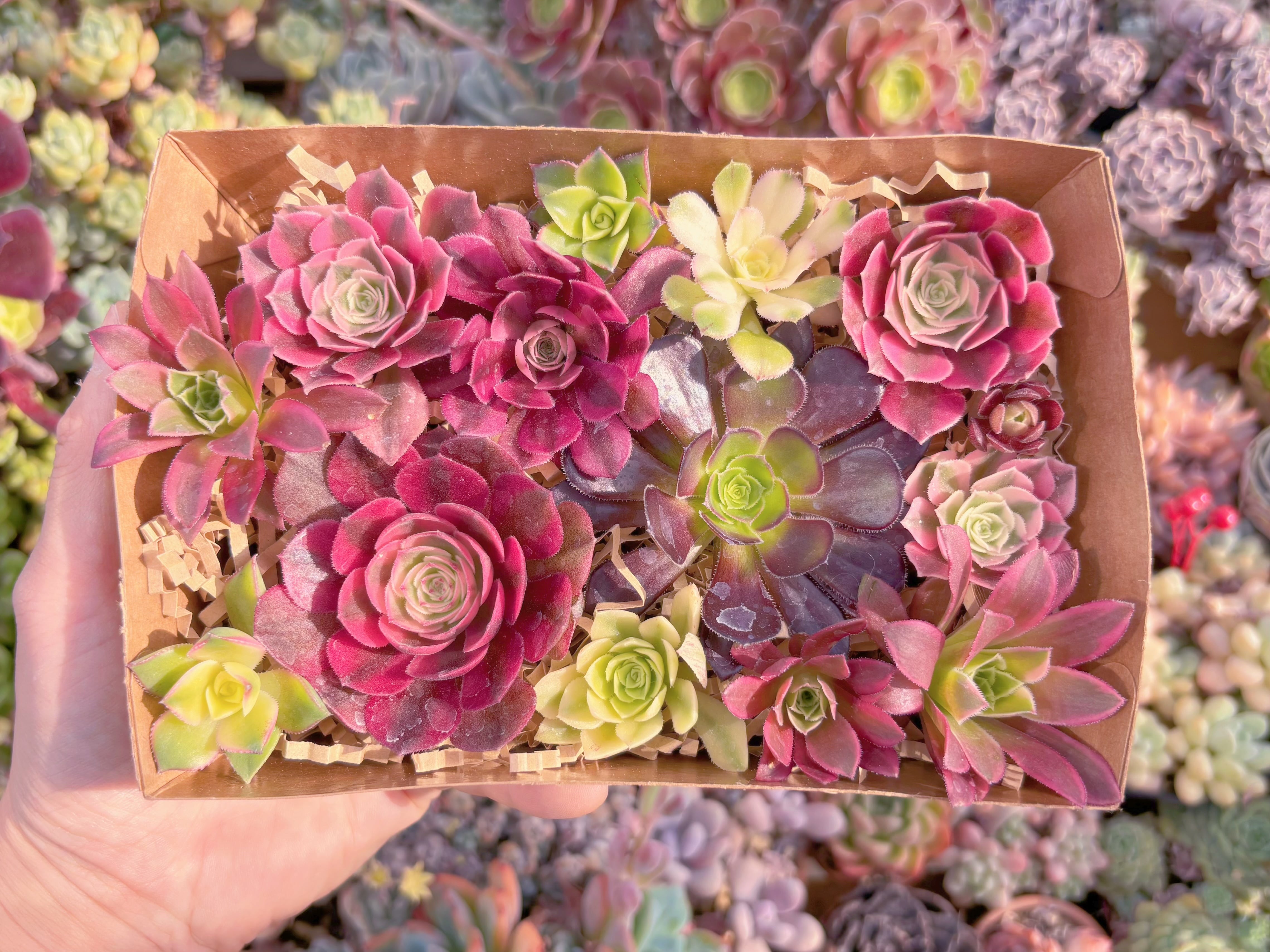 現品　寄せ植えセット#F209　17×4.5×11.5cm　るる農園