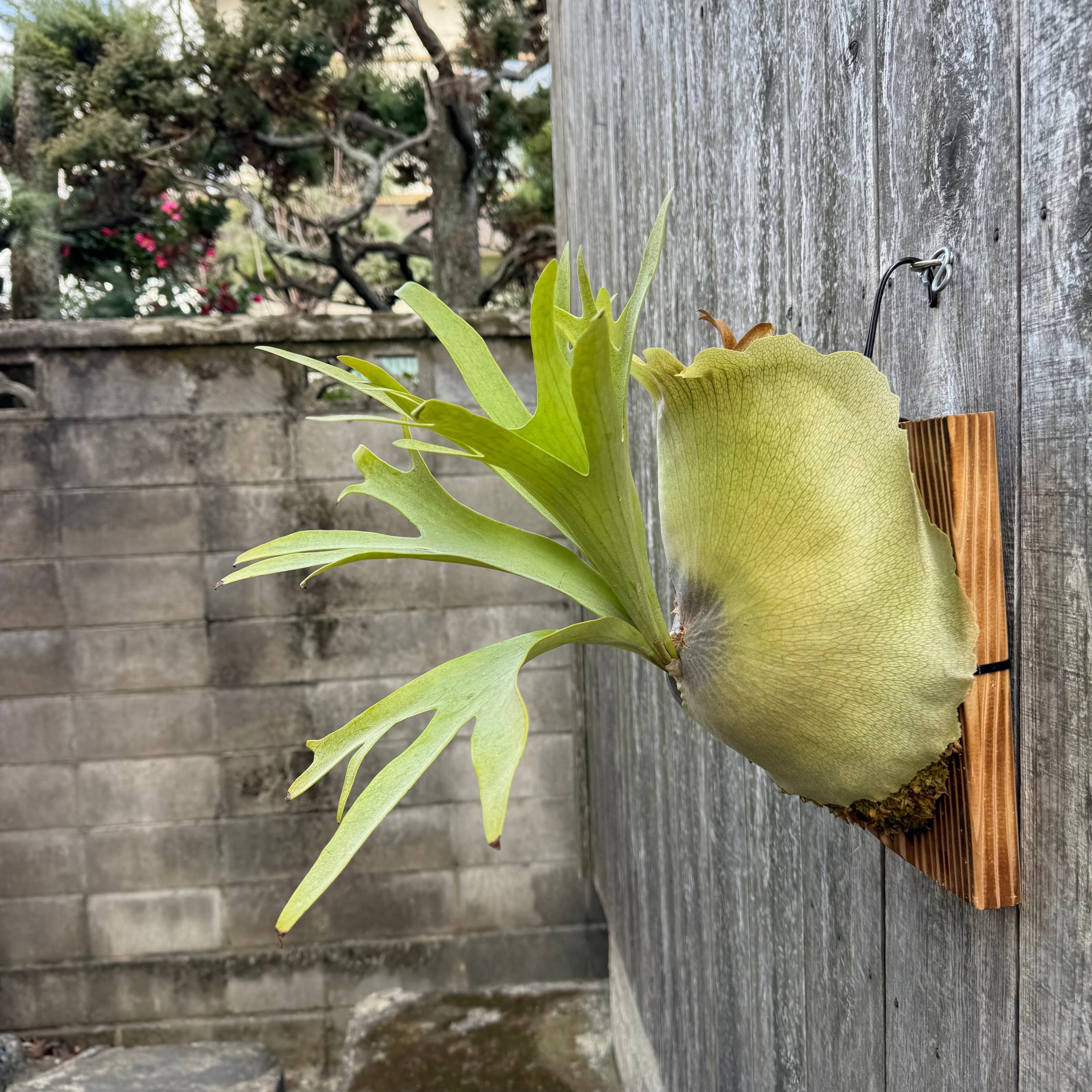 Platycerium bifurcatum Popcorn (pup) | naturefix