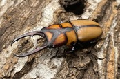 【WD】《スツラリスノコギリクワガタ 40mm ♂♀♀トリオ》