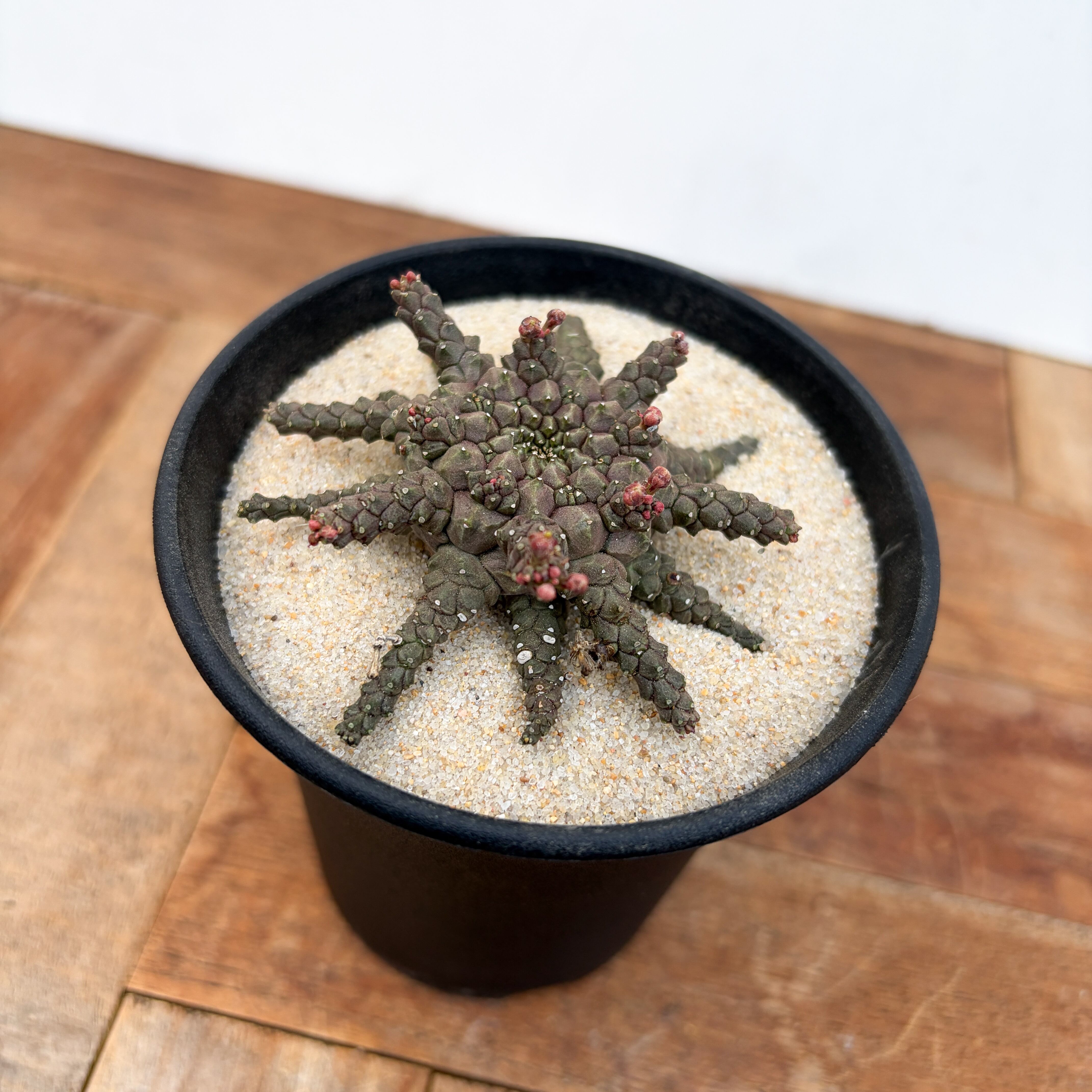 Euphorbia brevirama【ユーフォルビア・ブレビラマ】 | RIMO'S GREEN