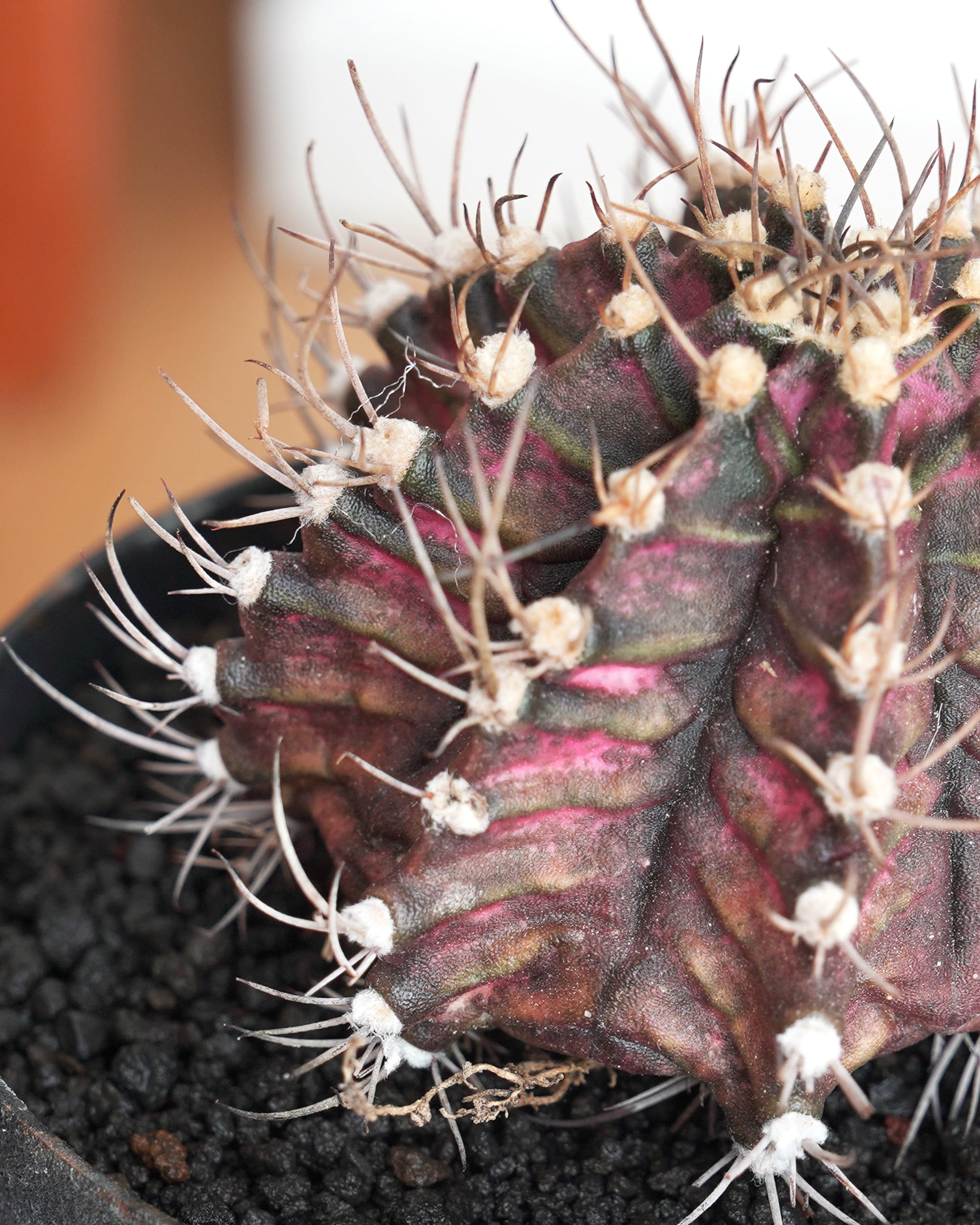 未発根苗 ギムノカリキウム ミハノビッチ交配 海神 実生 【限定1本