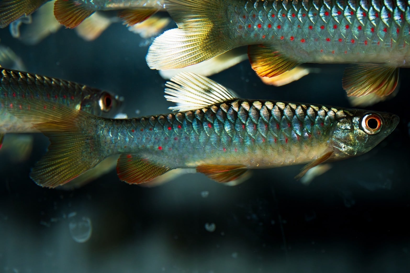 WILD ペルー便 Copeina osgoodi（コペイナ オスグッディ） | AquaFocus