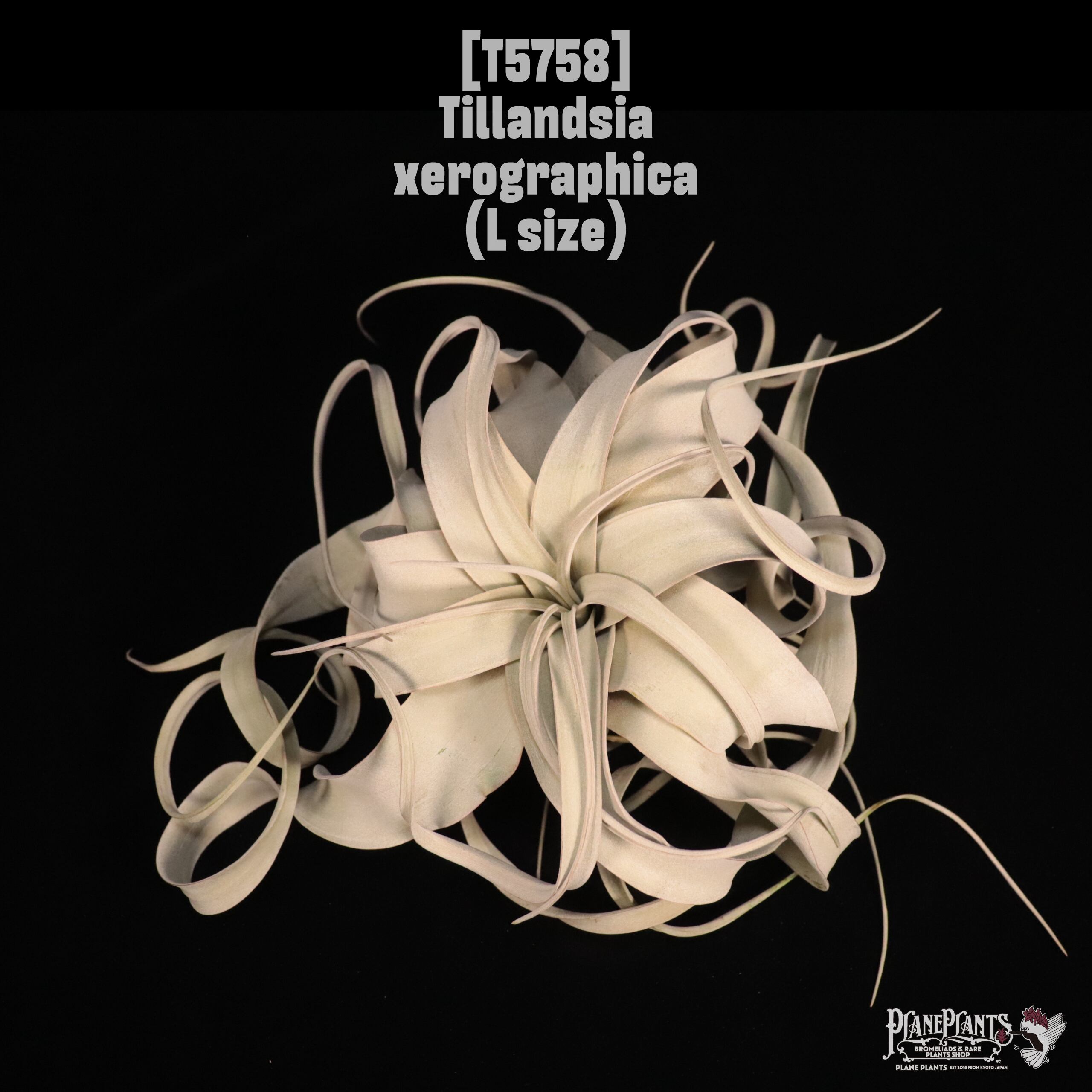 Tillandsia xerographica Long Leaf L〔ティランジア〕T5758